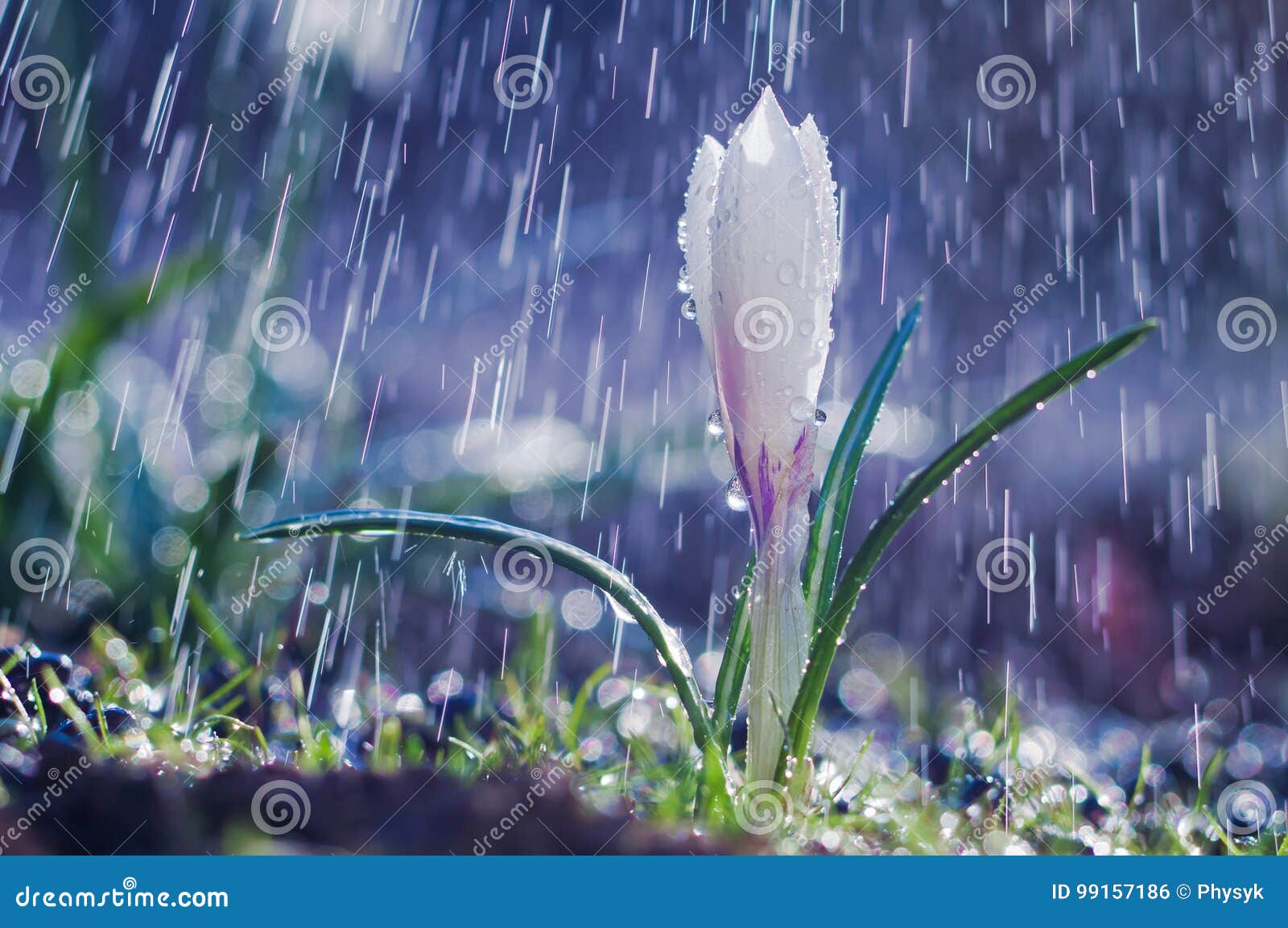 Beautiful Spring White Crocus in the Spring Rain Stock Photo ...