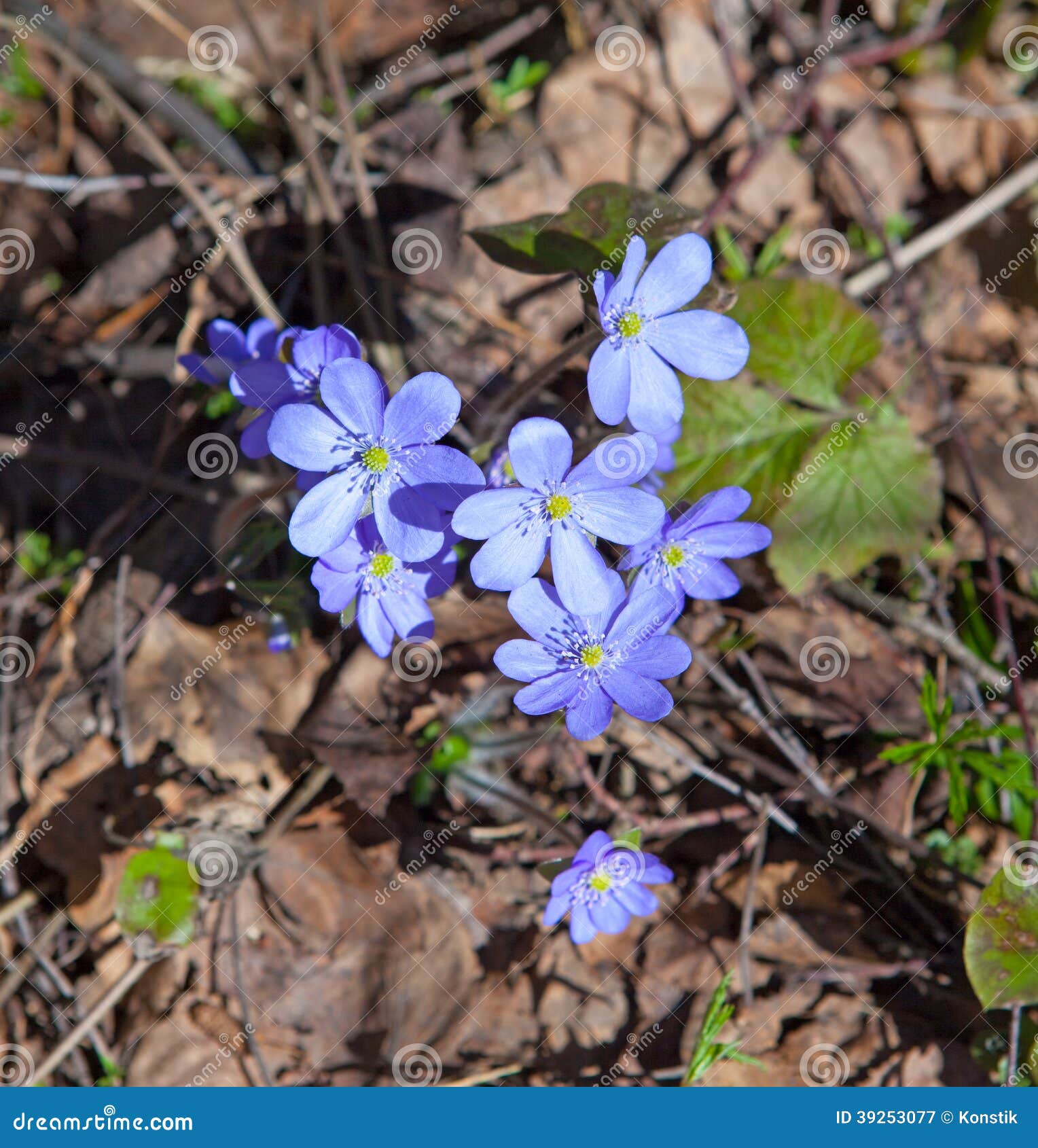 First Spring Flowers Blue Snowdrops Stock Image Image of weather