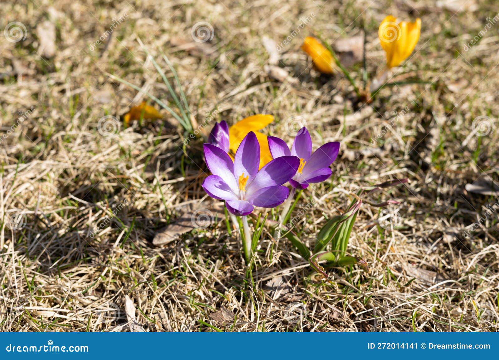 First Spring Flowers in the Forest. Stock Image Image of crocus