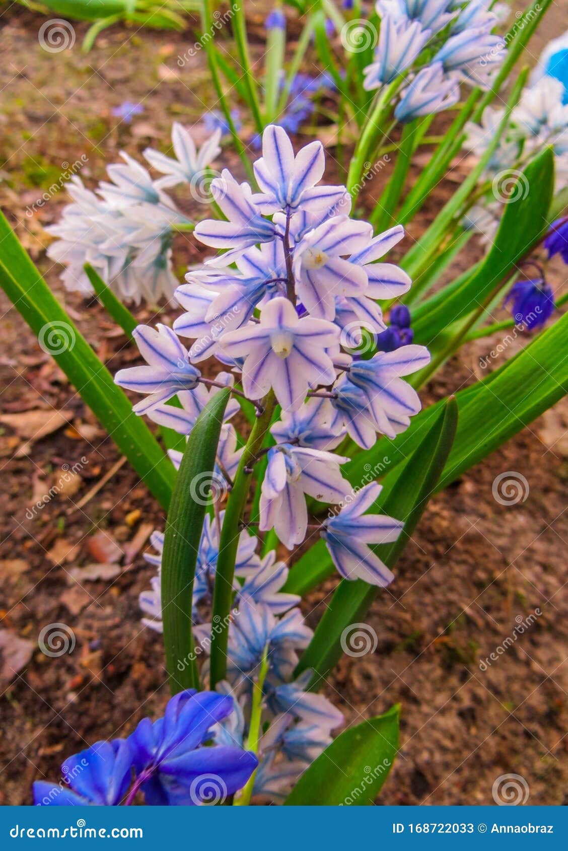 The First Spring Flowers are Hyacinths in a Spring Garden Stock Image ...