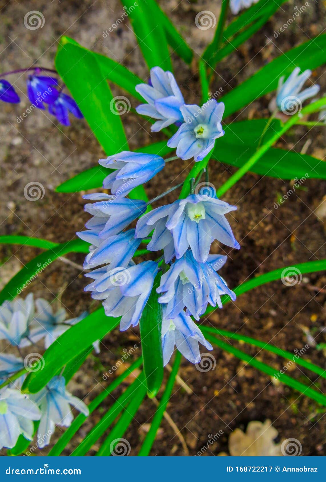 The First Spring Flowers are Hyacinths in a Spring Garden Stock Image ...