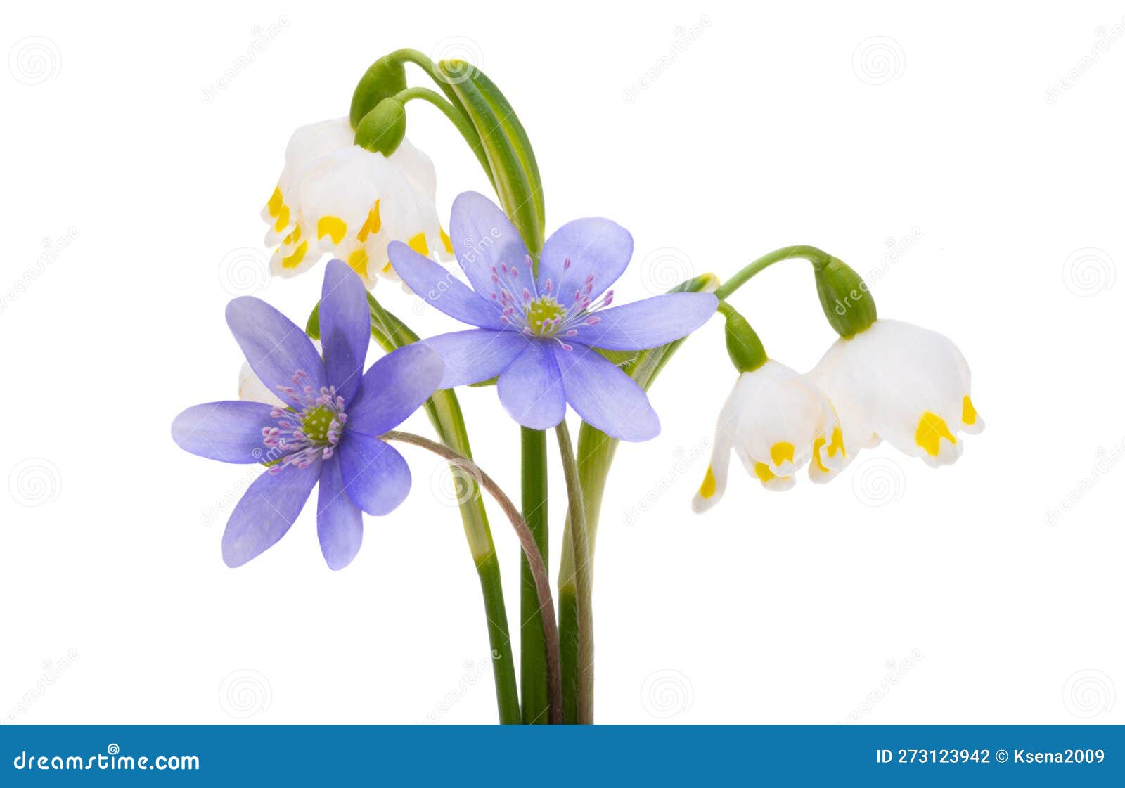 First Spring Flowers Isolated Stock Photo Image of bloom, wildflower