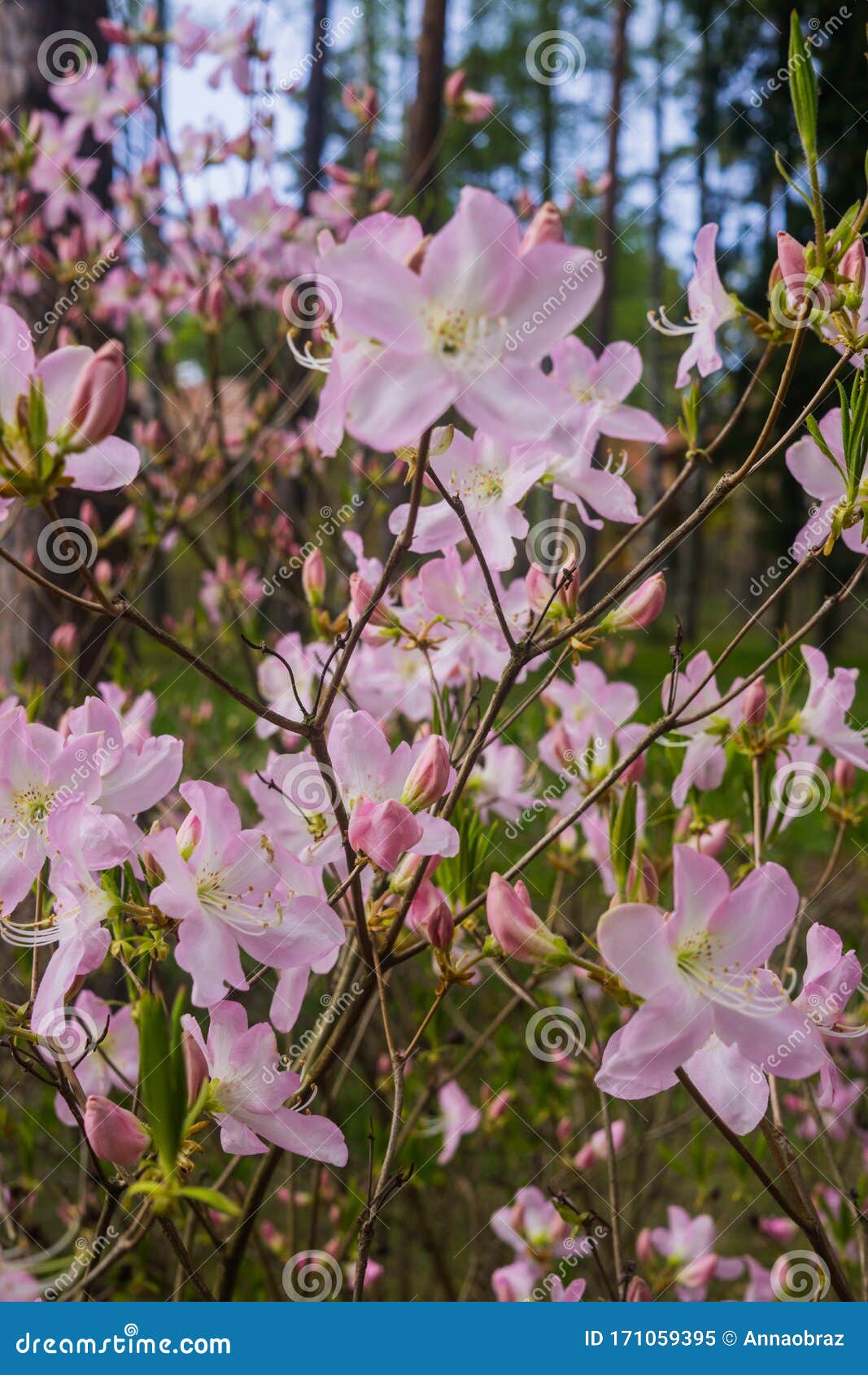 The First Spring Flowers of Pink Azalea . Early Spring Stock Image