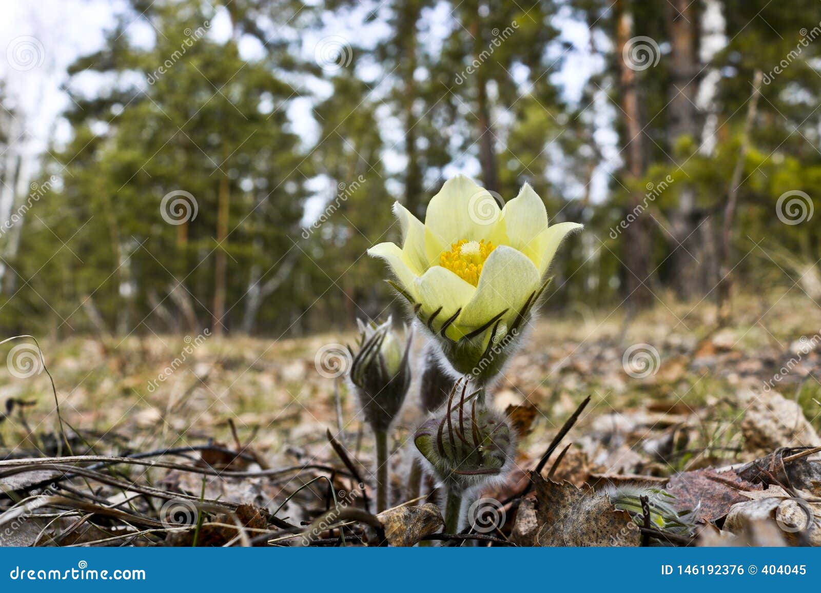 The First Spring Flowers Of Prairie Crocus Pasque Flower Prairie