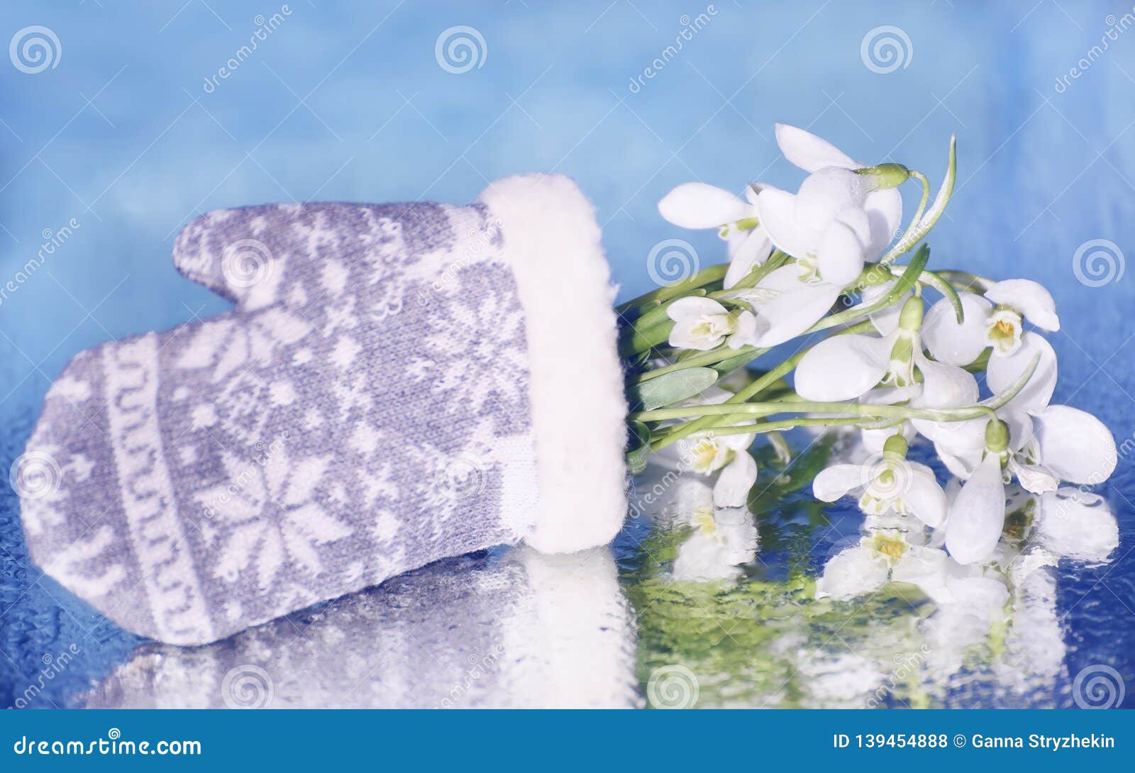 The First Spring Flowers Snowdrops in Mittens. the Onset of Spring