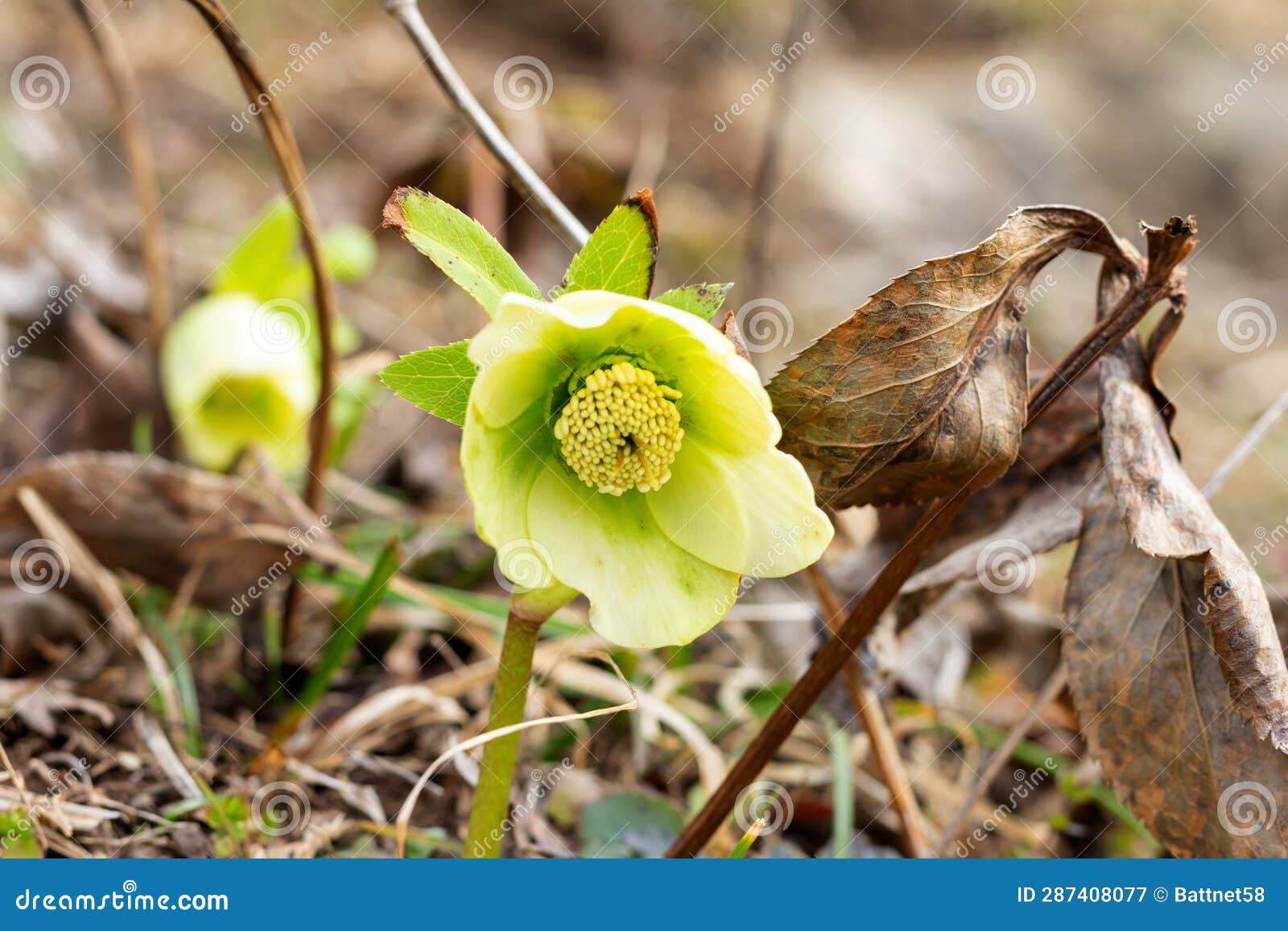 The First Spring Flowers in the Wild, Blooming on the Mountain Slopes