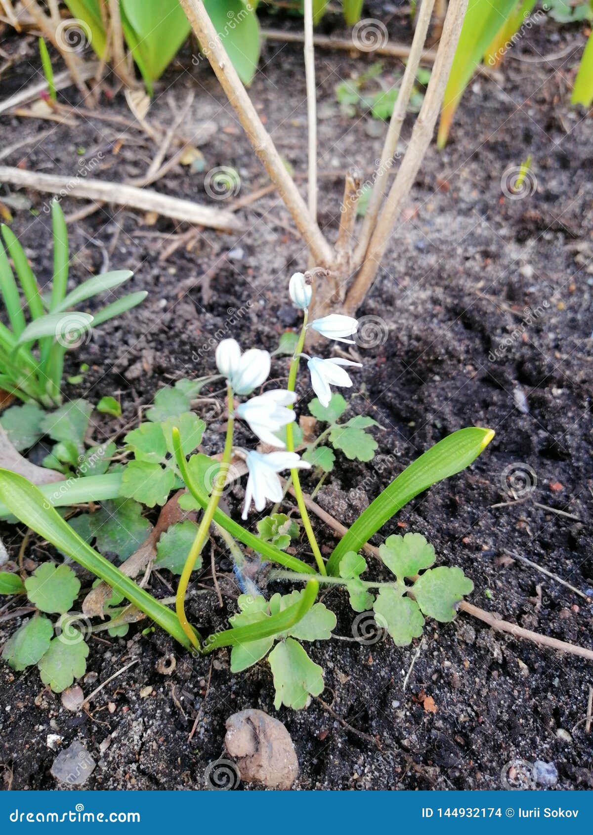 First spring white flowers stock photo. Image of nature 144932174