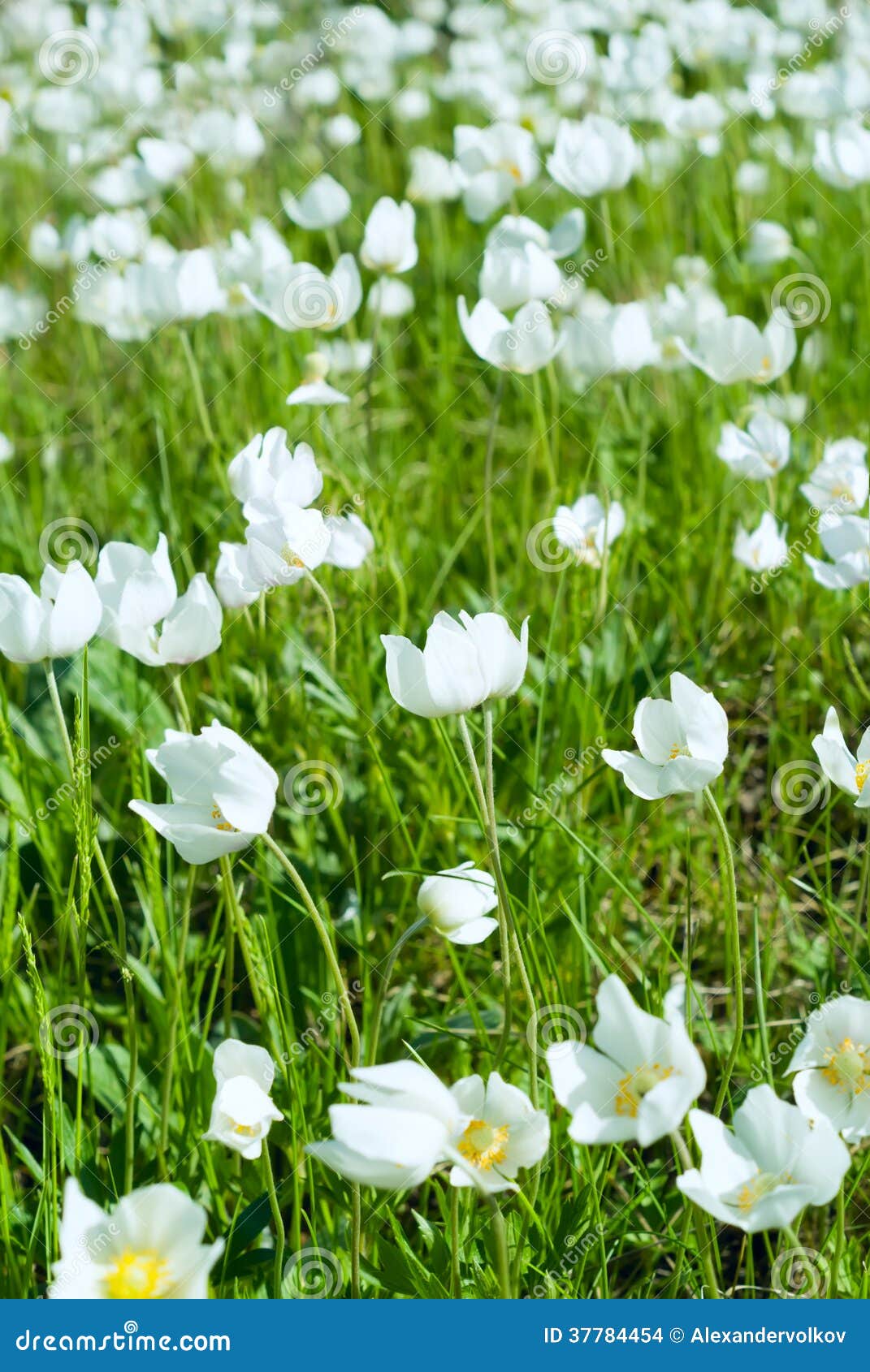 The First Spring White Flowers Stock Photo Image of crowded, frame