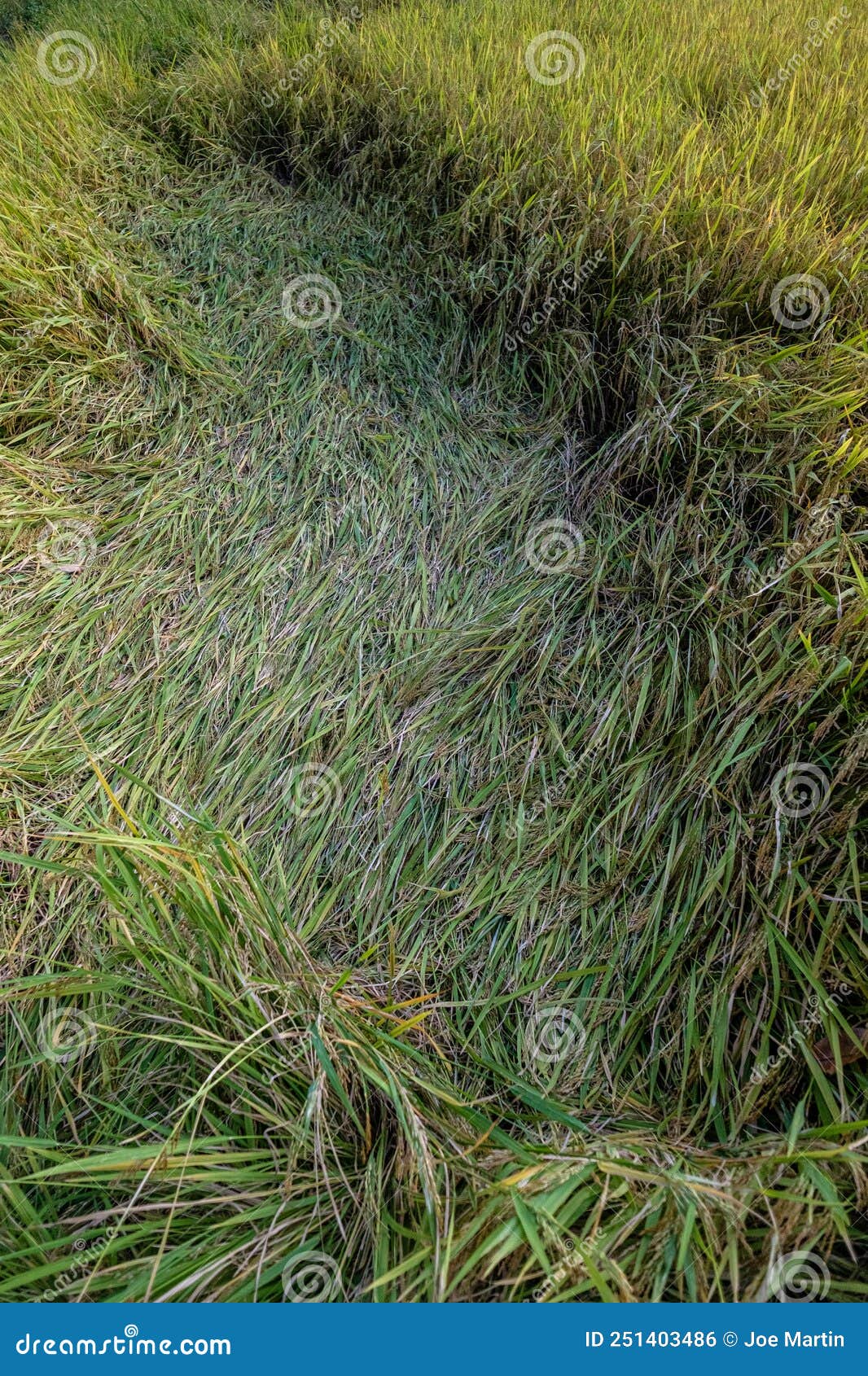 The First Step To Harvest Rice Stock Photo Image of wallpaper