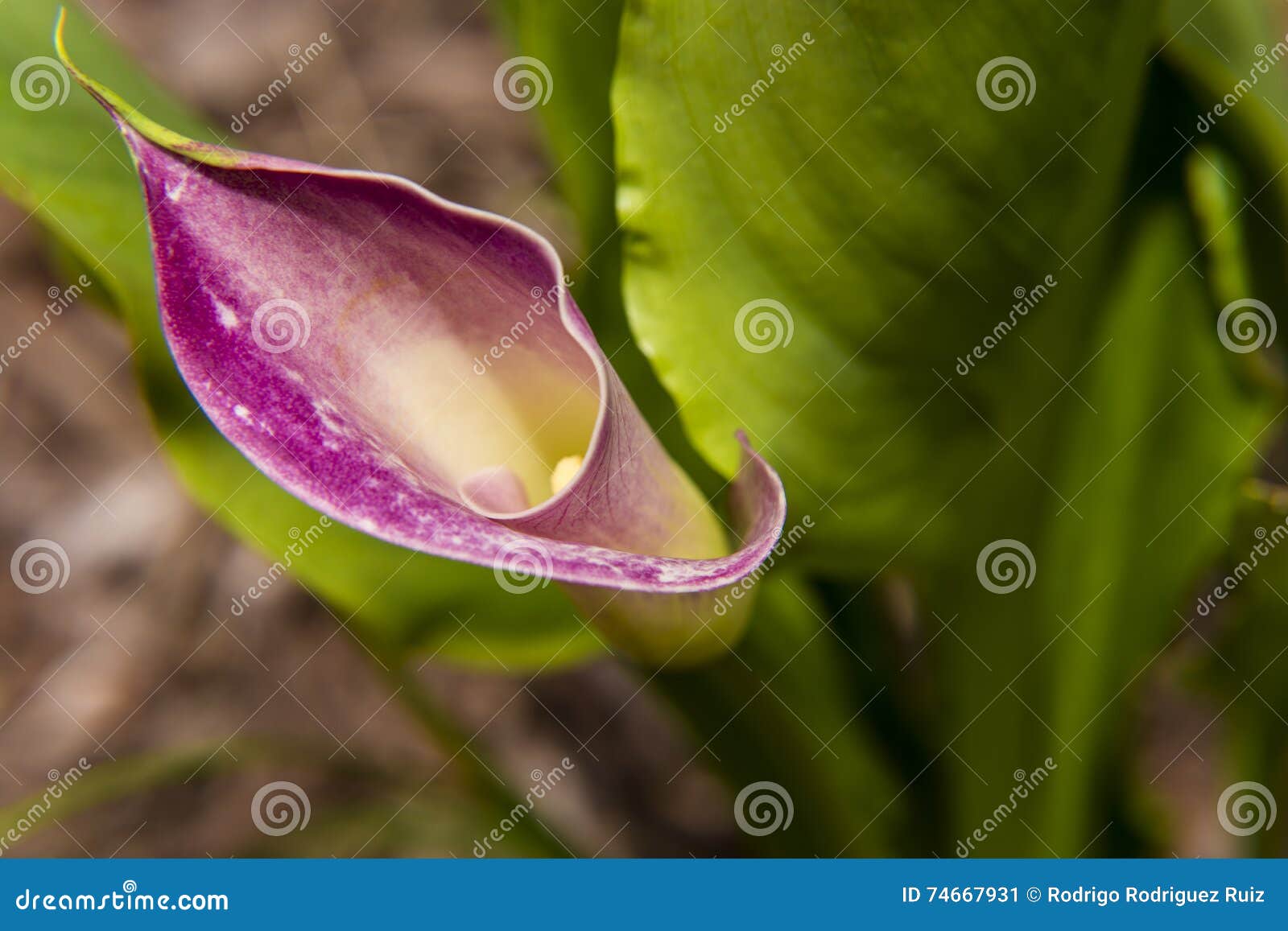 first summer calla lily