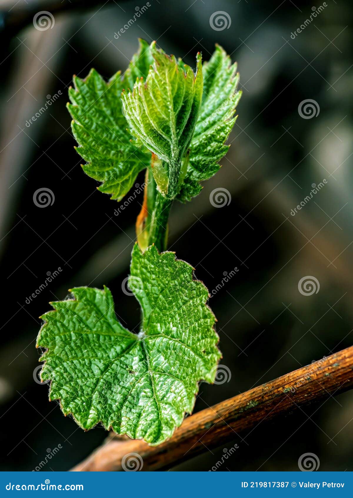 First Tender Green Leaves on the Vine Stock Image Image of farm, leaf
