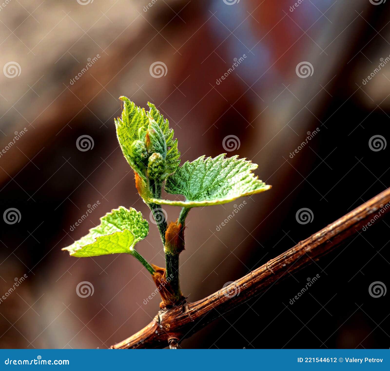 First Tender Green Leaves on the Vine Stock Photo Image of farm