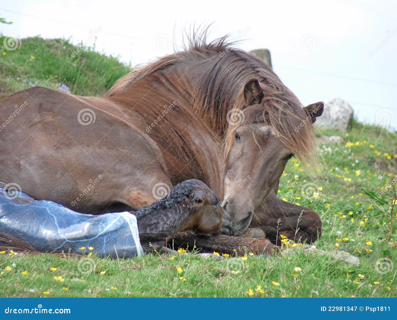 Mare Giving Birth Stock Photos Free And Royalty Free Stock Photos From