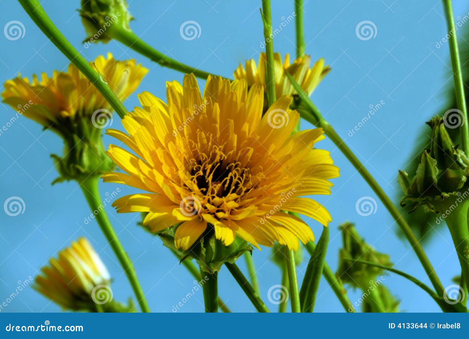 First wild spring flowers stock photo. Image of garden 4133644