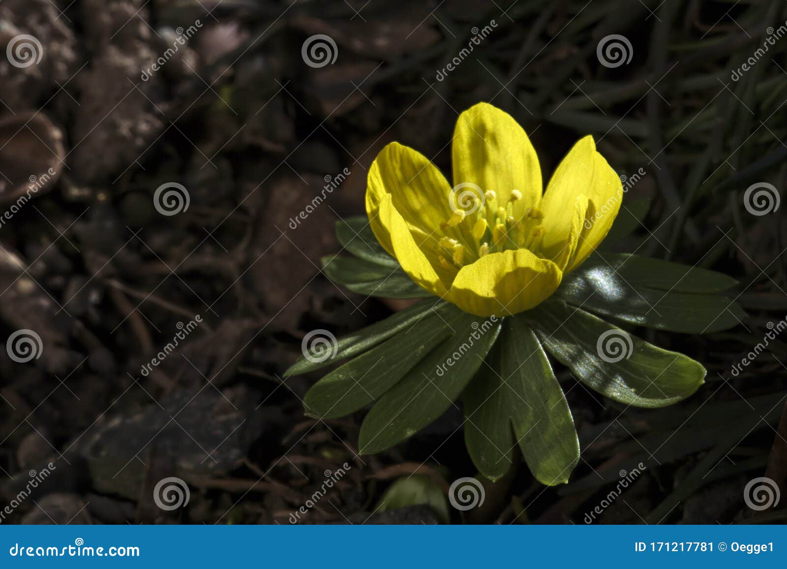 The First Winter Aconite in the Garden Stock Image Image of bloom