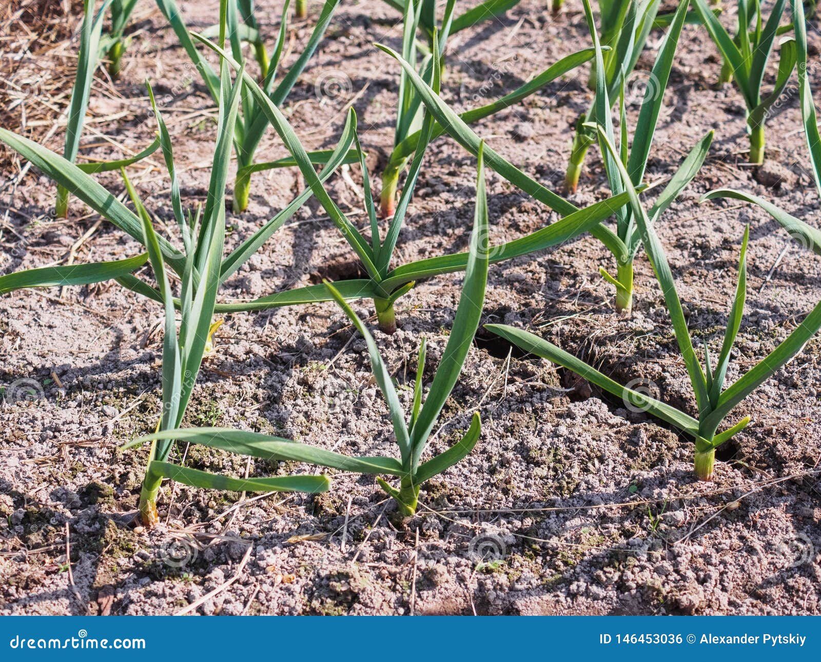The First Young Garlic Grew in the Spring in the Garden Stock Photo