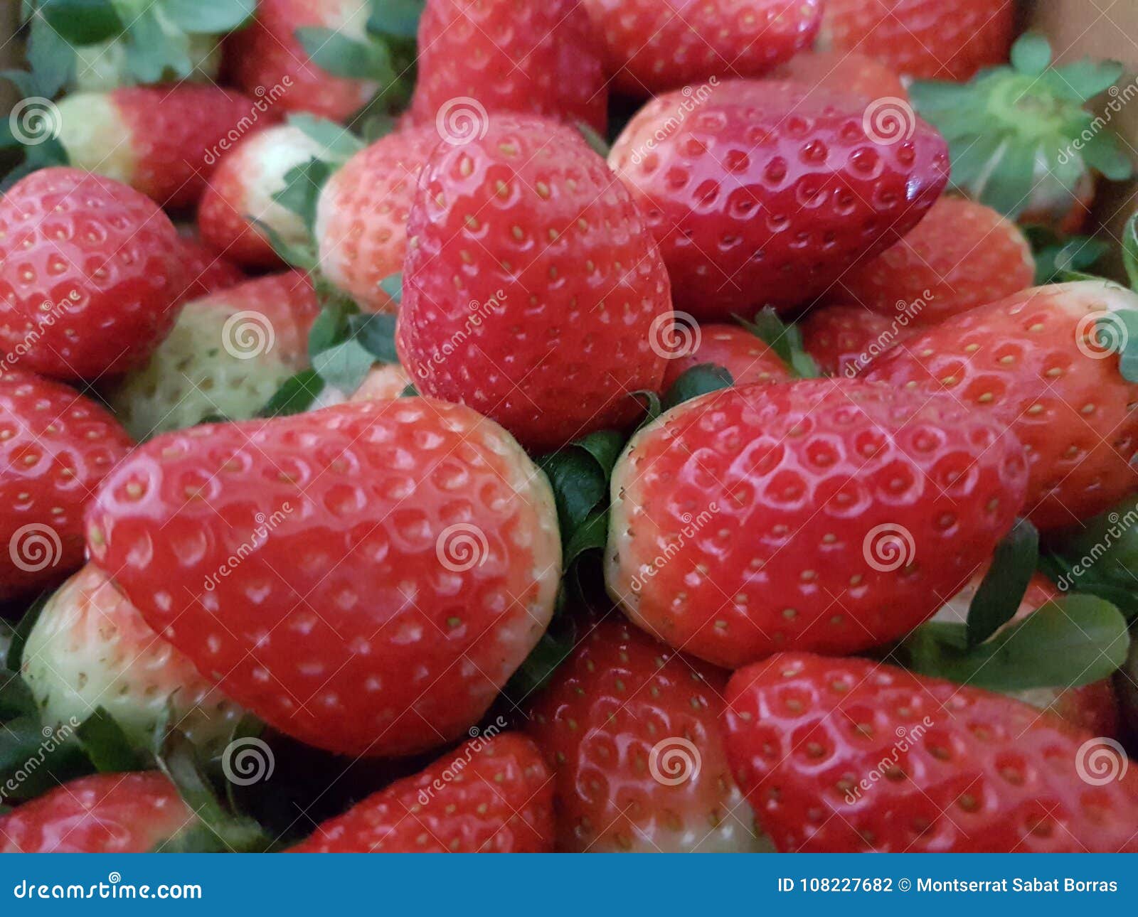 Strawberries stock photo. Image of fruit, season, firts 108227682