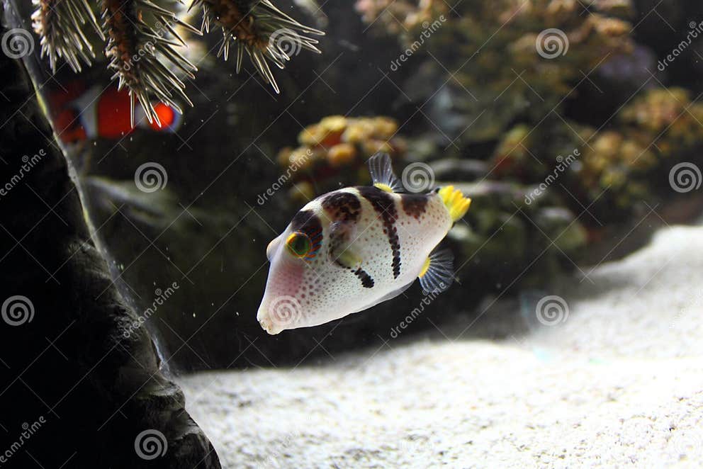 Fische in Auqarium stockbild. Bild von farbe, ozean, heck 26006403