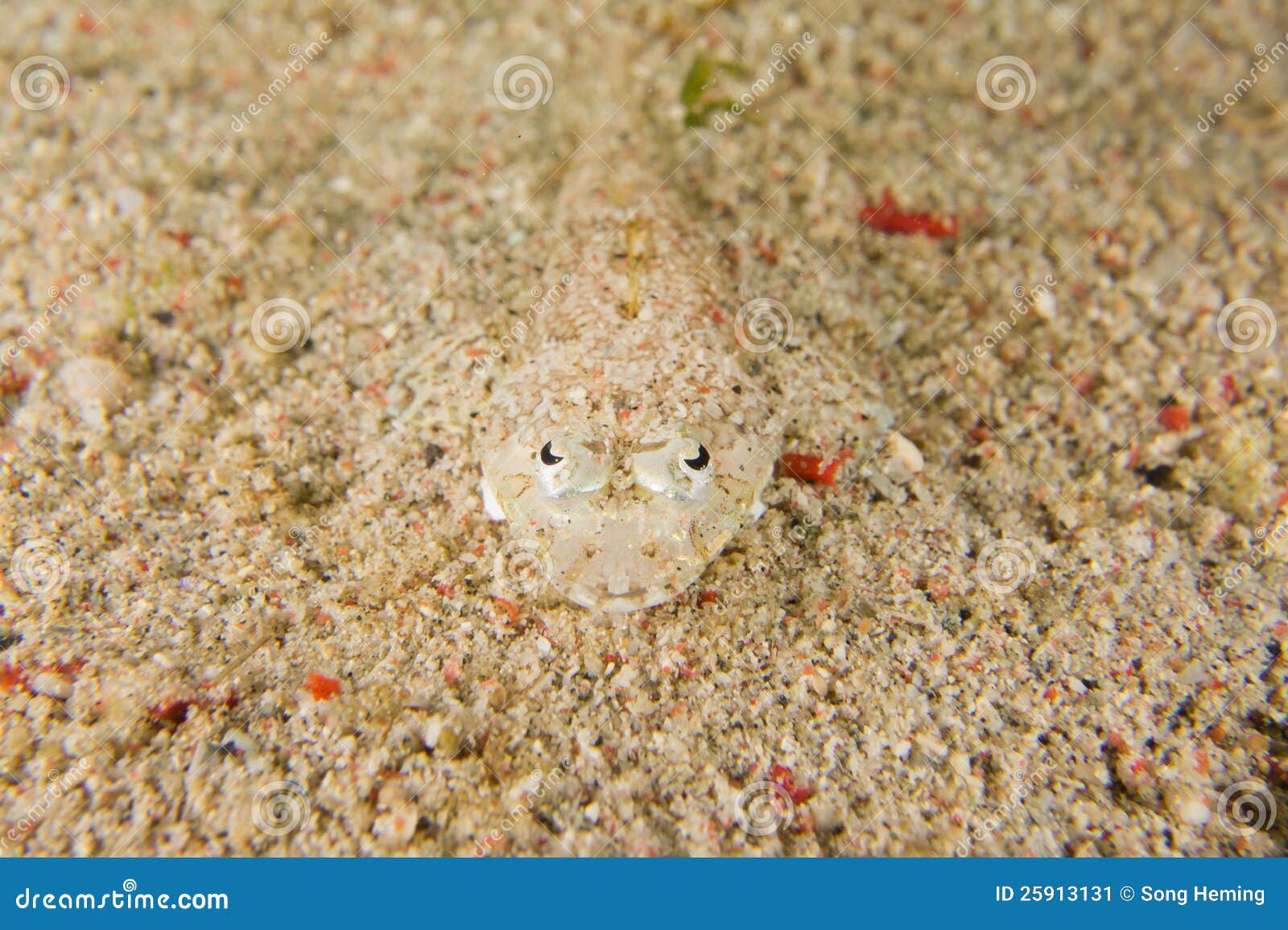 Fische, Die Im Sand Sich Verstecken Stockbild Bild von makro