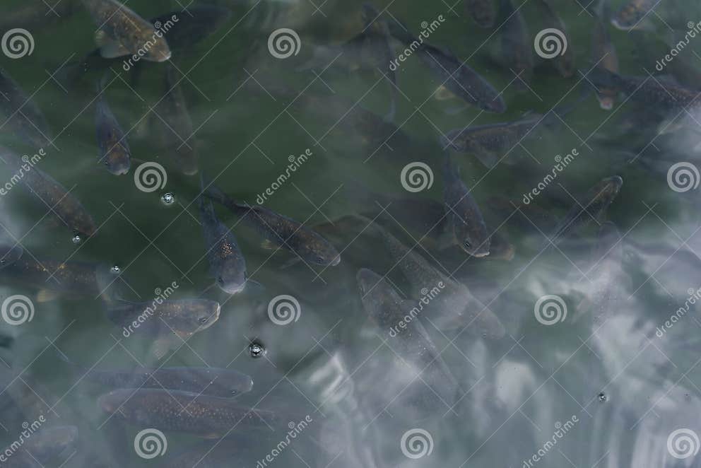 Fische, Die Im Teich Mit Blasen in Der Sommerzeit Schwimmen Stockbild