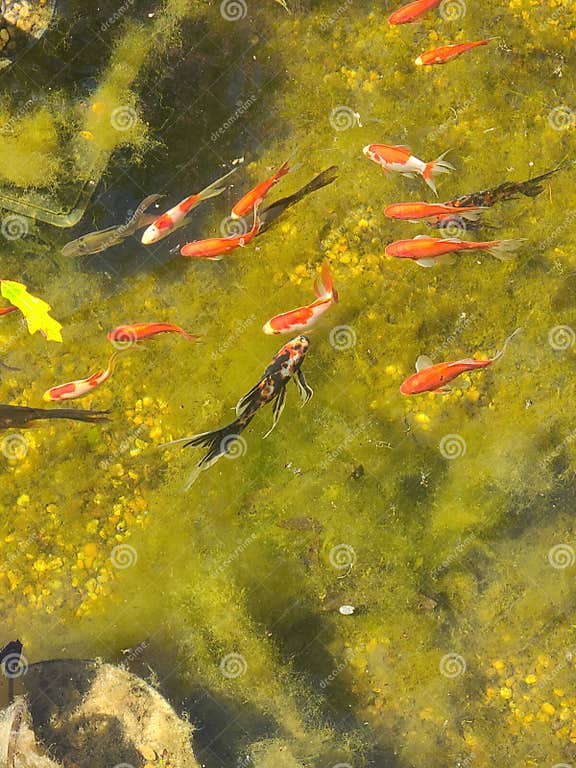 Fische, Die Im Teich Um Den Moos Schwimmen Stockfoto Bild von