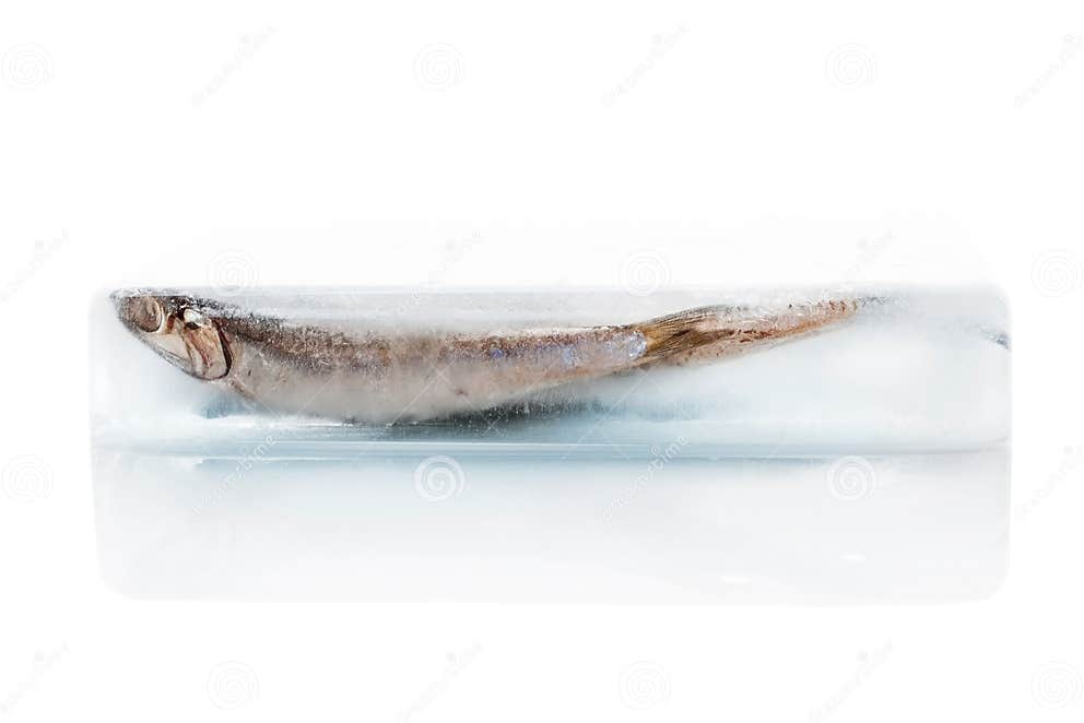 Fische Eingefroren Im Eisblock Frische Fische Stockfoto Bild von meer