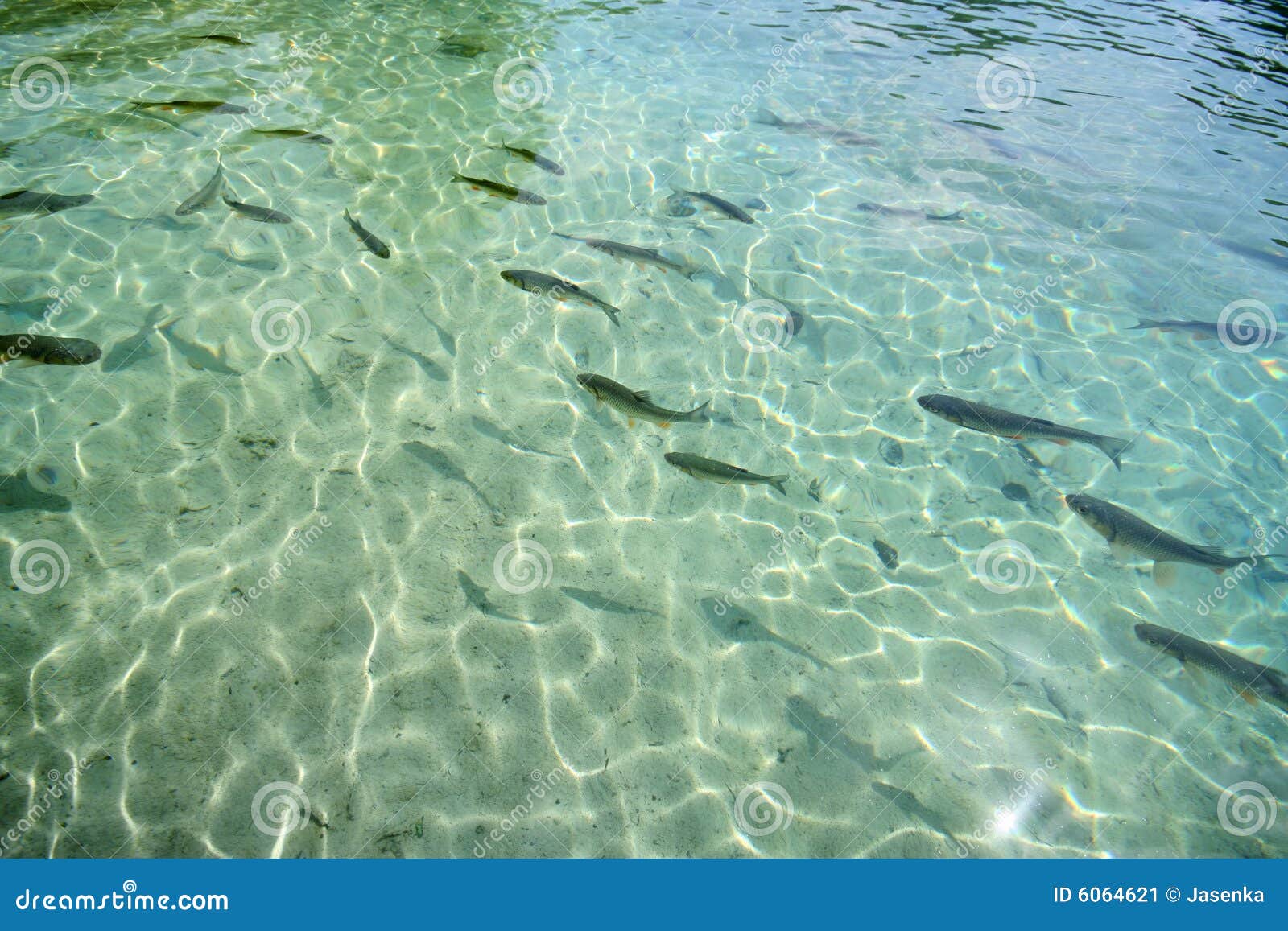 Fische im Teich stockbild. Bild von oberfläche, teich 6064621