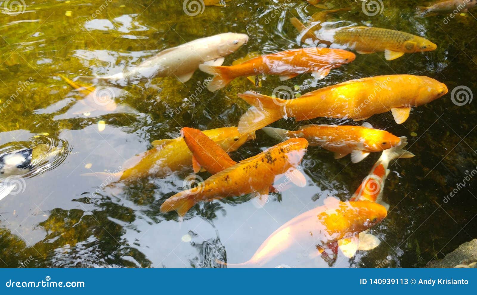 Fische im Teich stockbild. Bild von teich, fische, bunt 140939113