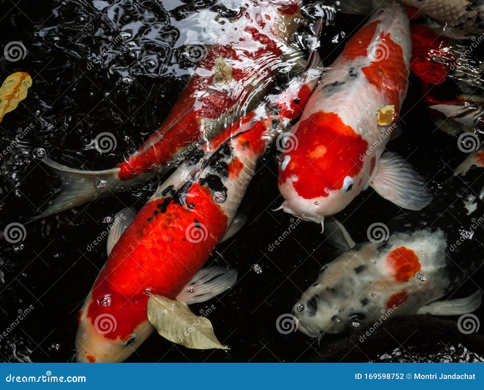 Fischkarpfen Oder KoiSchwimmen Im Teich, Bewegung Des Schwimmens