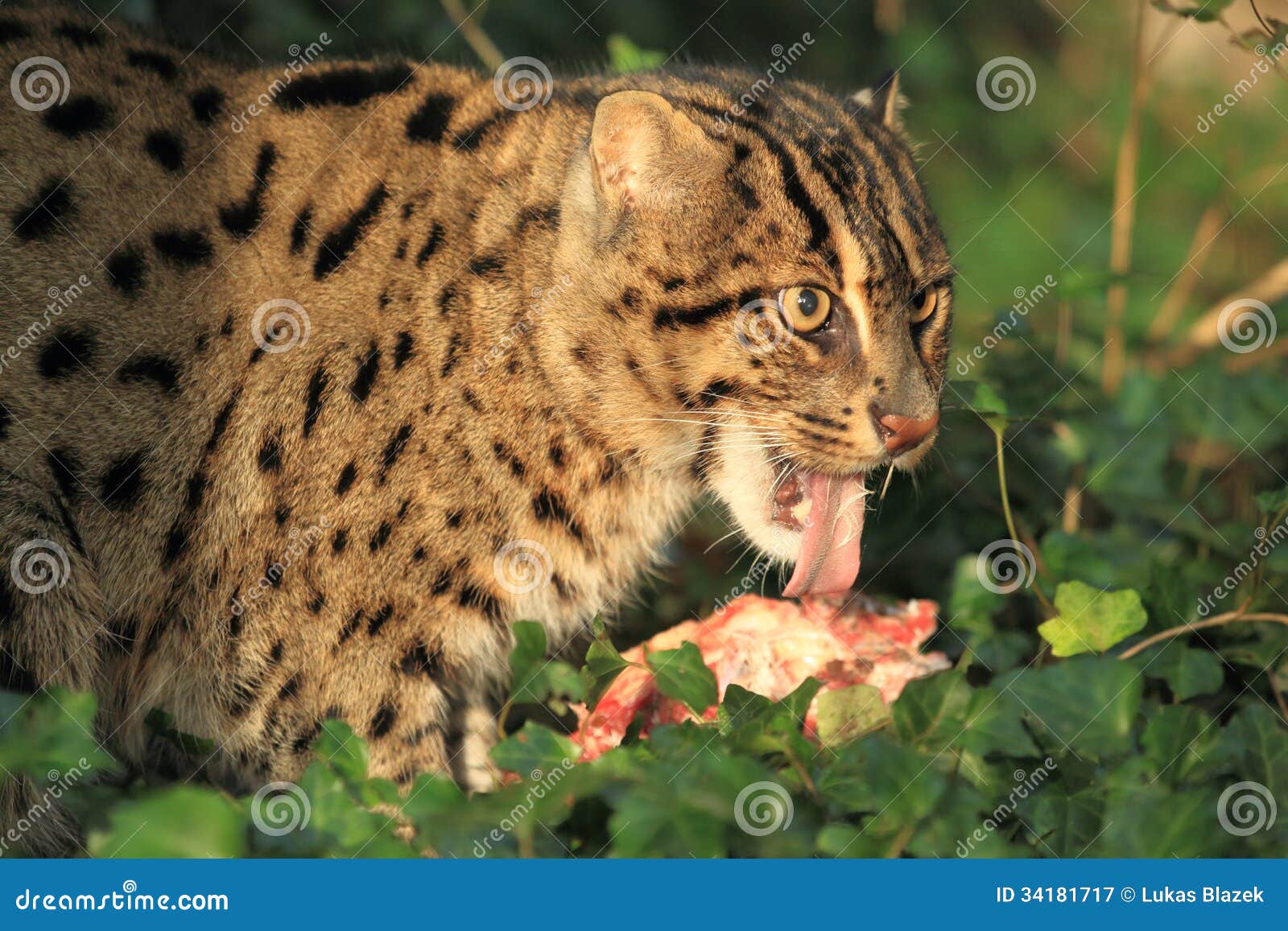 Fischkatze stockbild. Bild von tier, essen, säugetier 34181717