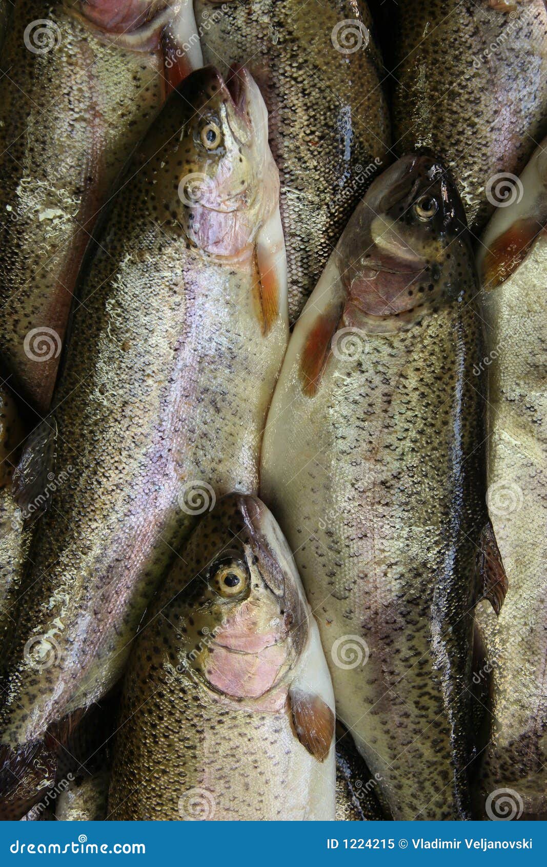 Fish stock image. Image of calorie, foodstuff, fishing 1224215