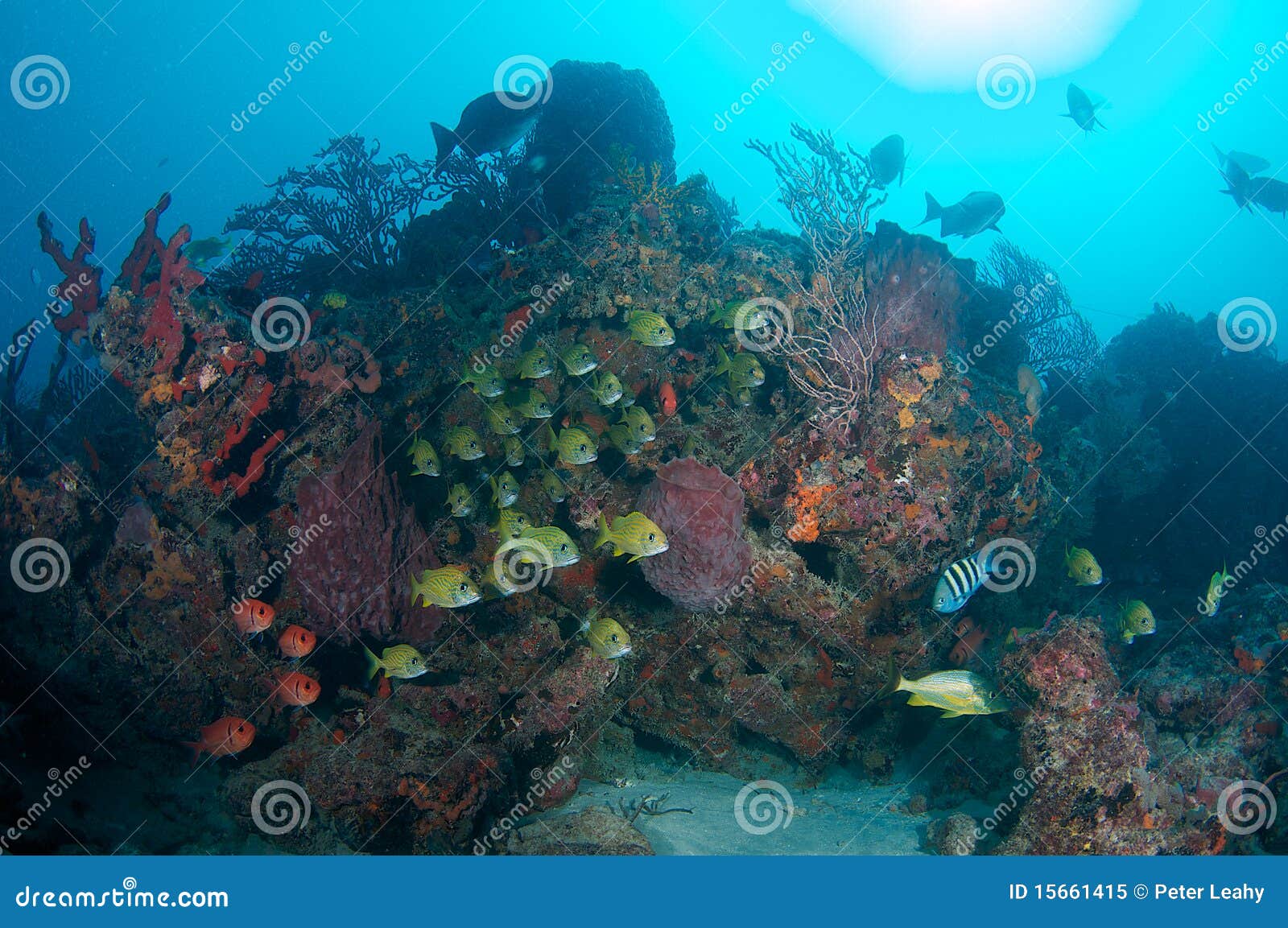 Fish Aggregation over near coral ledge. Many differenct species swimming into a strong current near the protection of a coral ledge. Picture taken in Broward County Florida