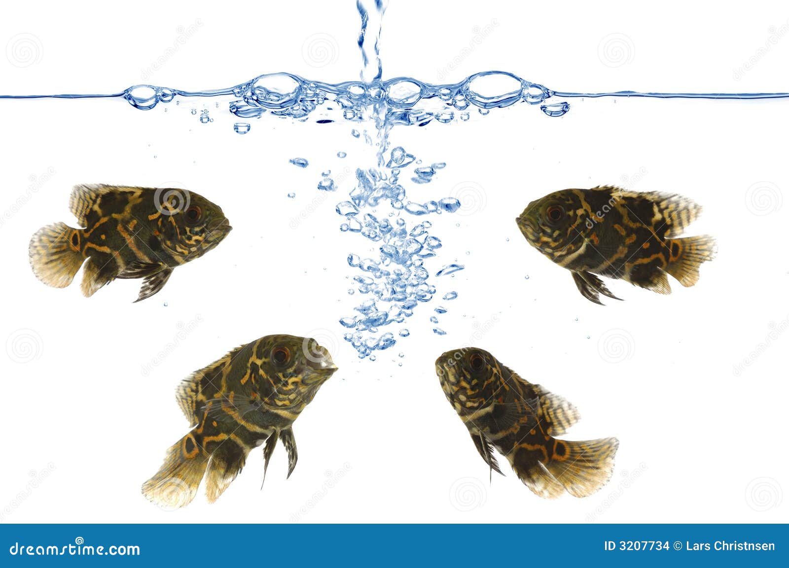 Fish and air bubbles stock photo. Image of background 3207734