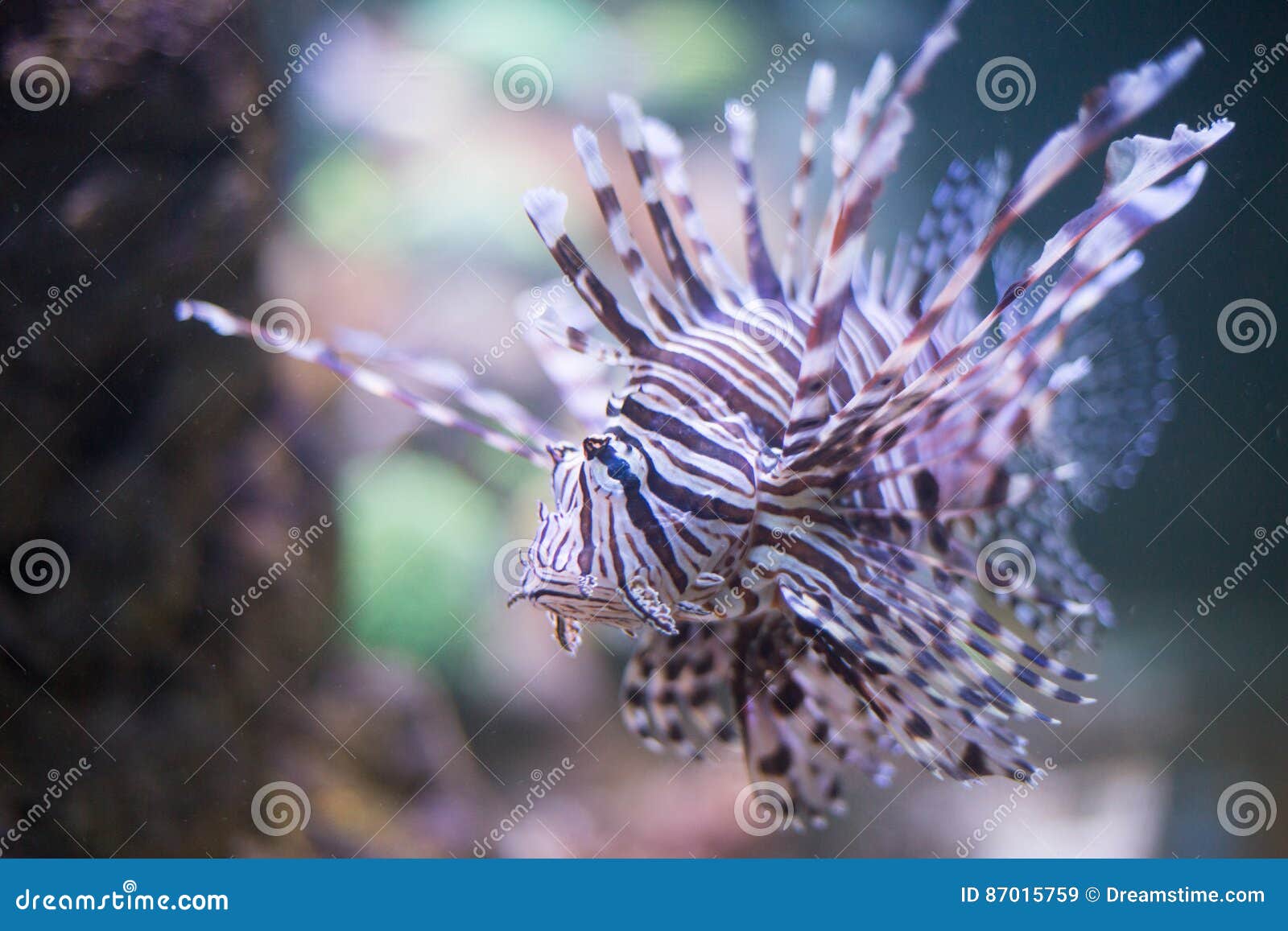 Fish stock image. Image of food, blue, meal, fishing - 87015759