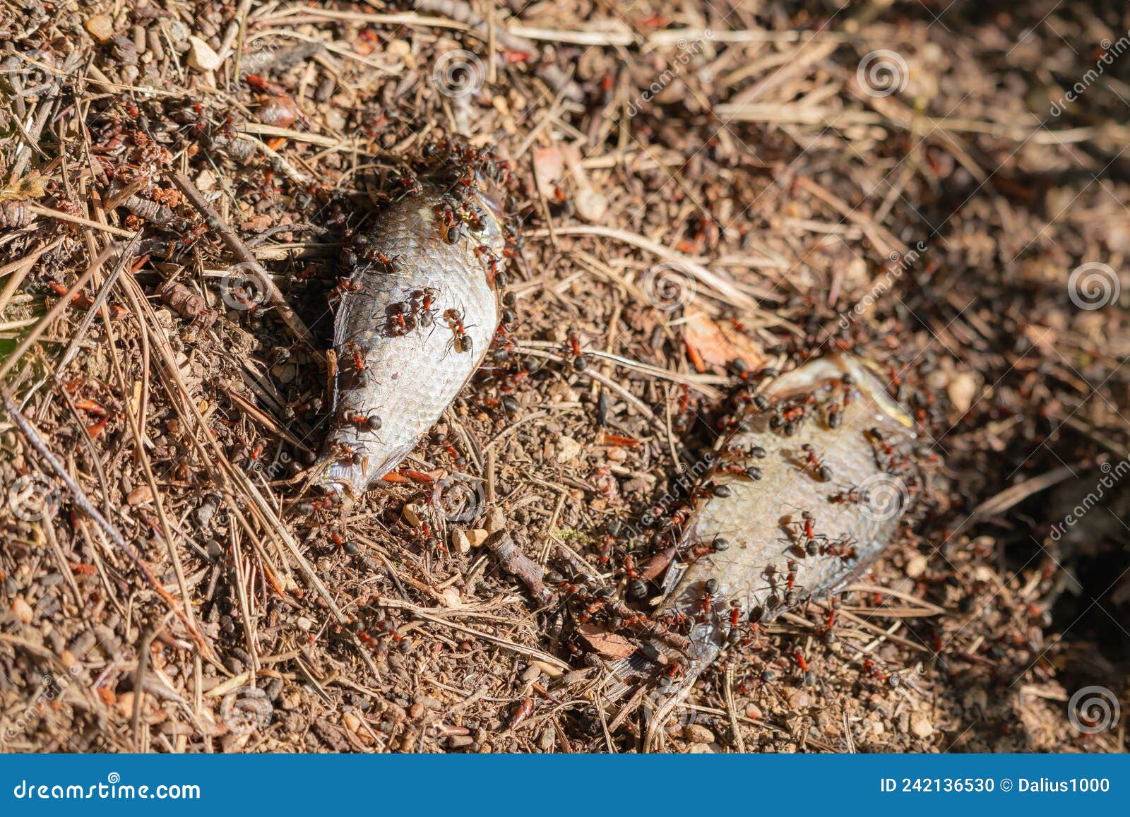 Fish on Ants Nest Ants Eating a Fish Stock Photo Image of wildlife
