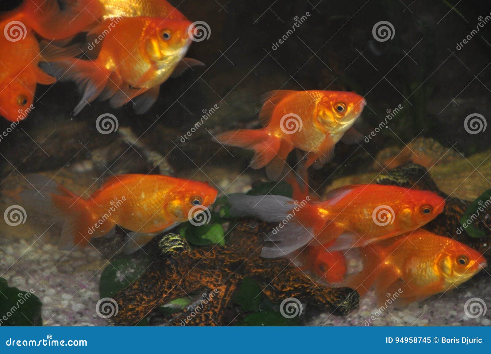 Fish stock image. Image of orange, aquarium, fish, water 94958745