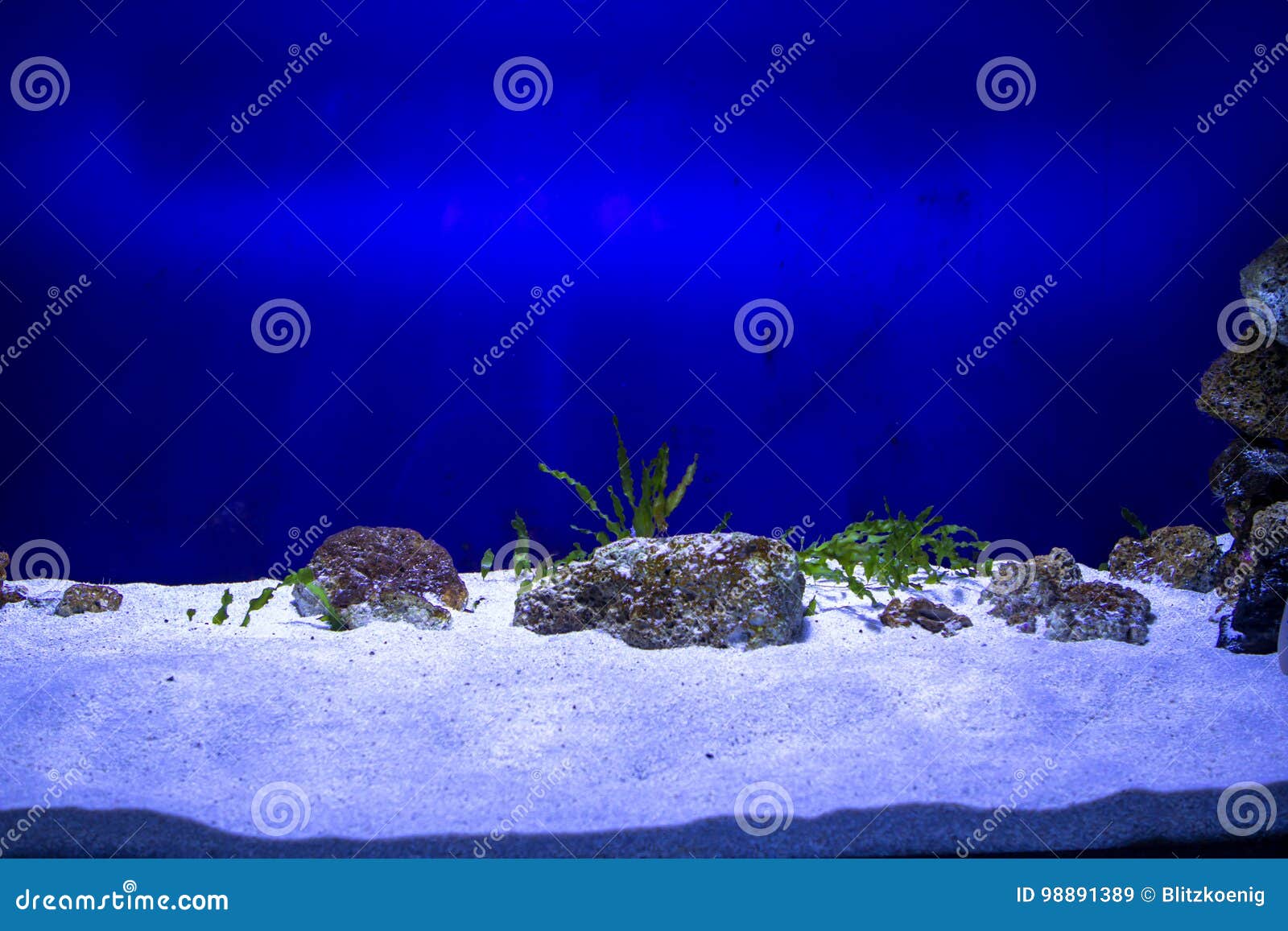 Fish aquarium stock image. Image of peaceful, life, biodiversity 98891389