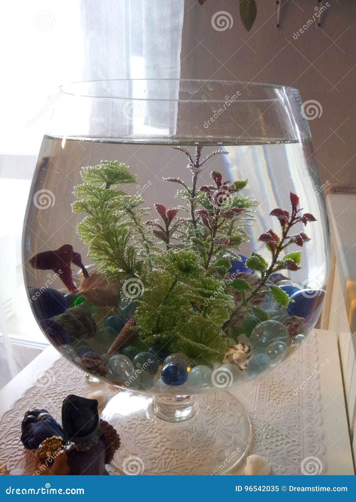 Fish in the aquarium stock image. Image of aquariumglass 96542035