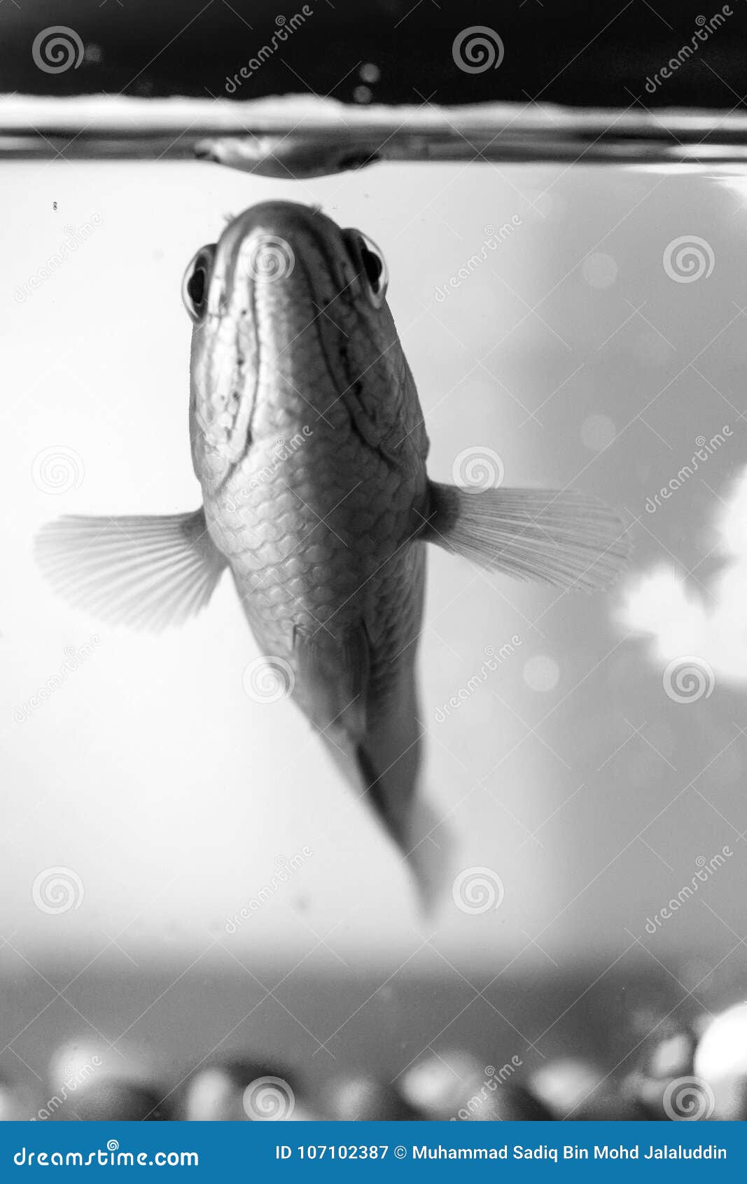 Fish in Aquarium Taking Breath in Action Stock Image Image of taking