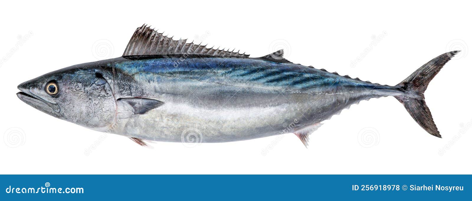 fish atlantic bonito,  on white background sarda sarda