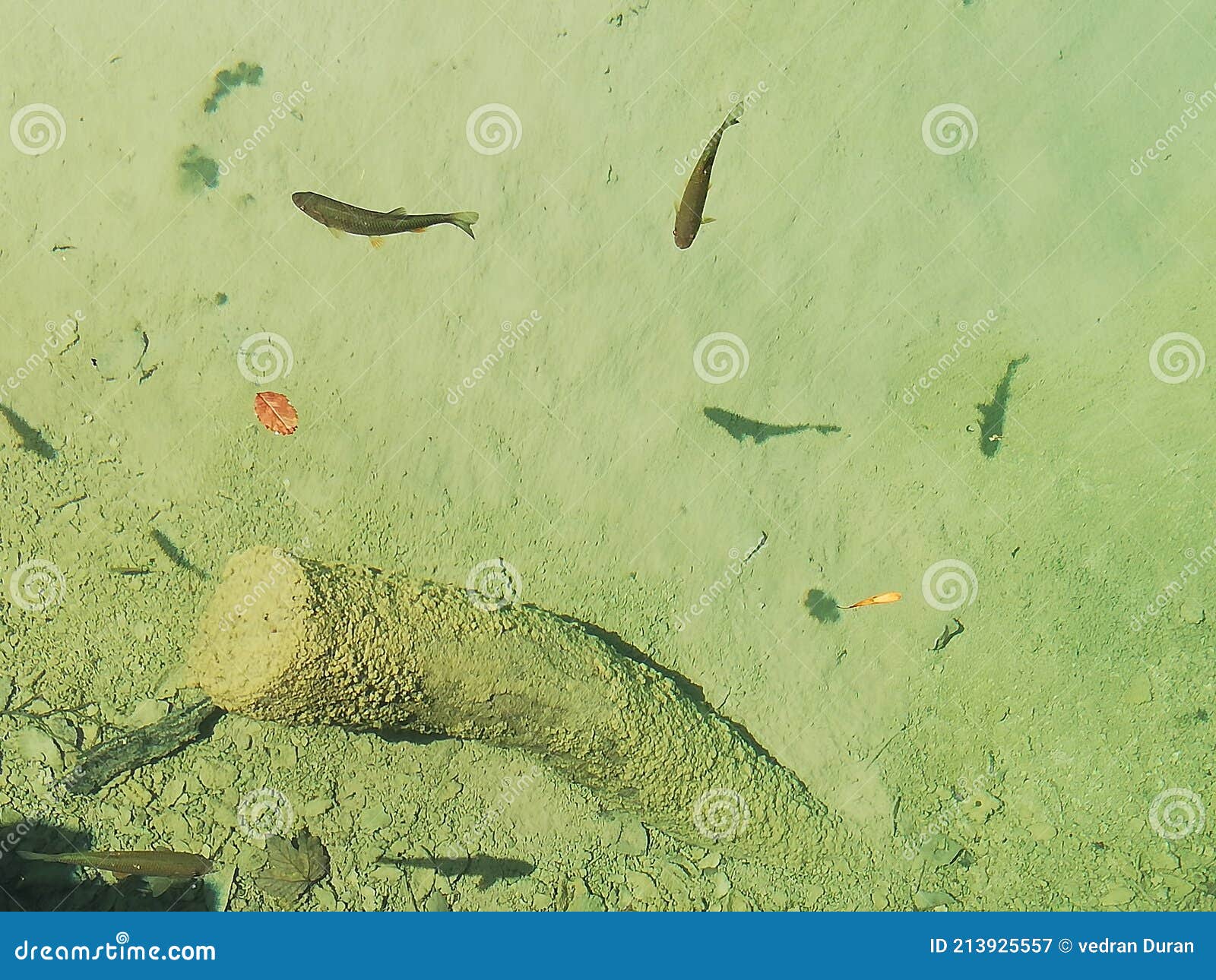 Fish beyond the lake stock image. Image of wall, painting 213925557