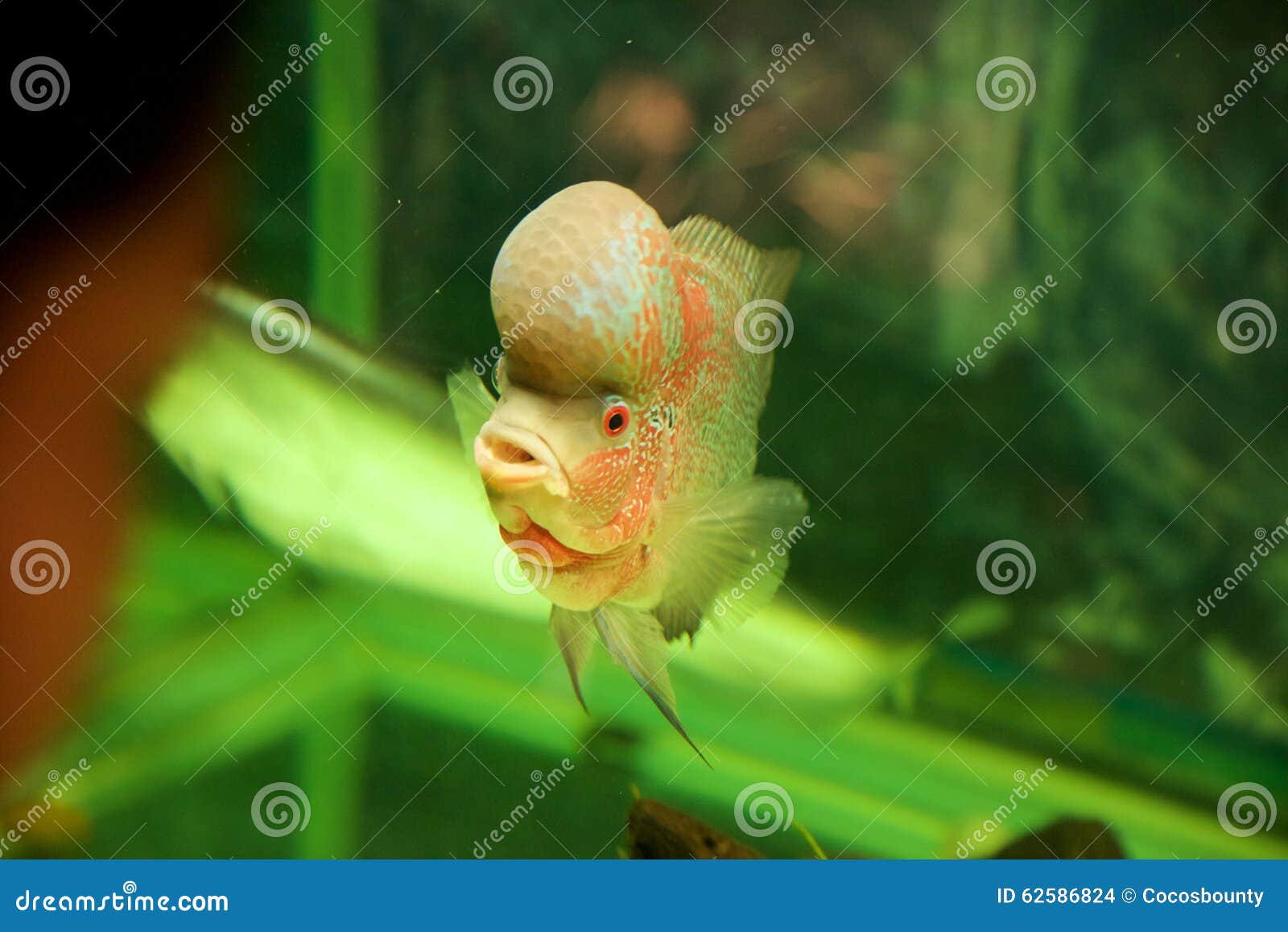 Fish with big head stock photo. Image of aqua, fauna 62586824