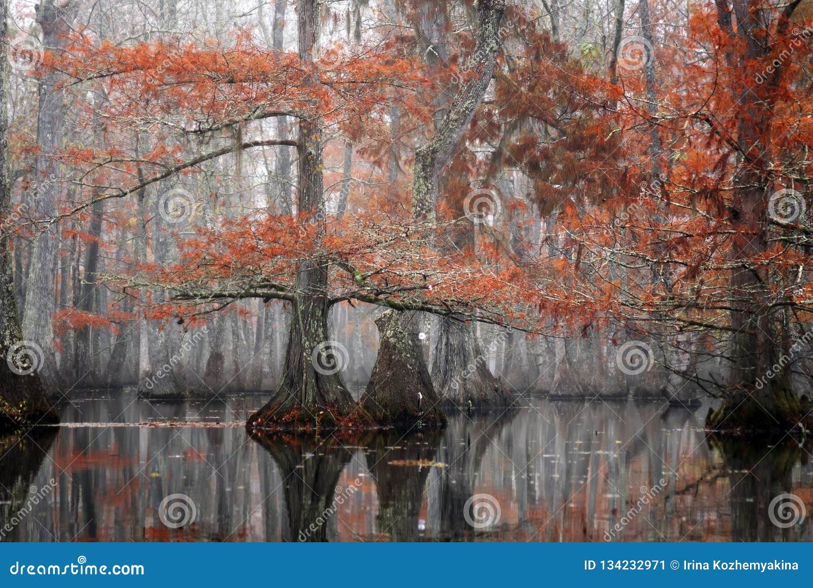 Fish Black Crappie Pomoxis Nigromaculatus Caught on the Yo-Yo Automatic  Fishing Reels. Beautiful Bald Cypress Trees in Autumn Stock Image - Image  of hold, background: 134232971