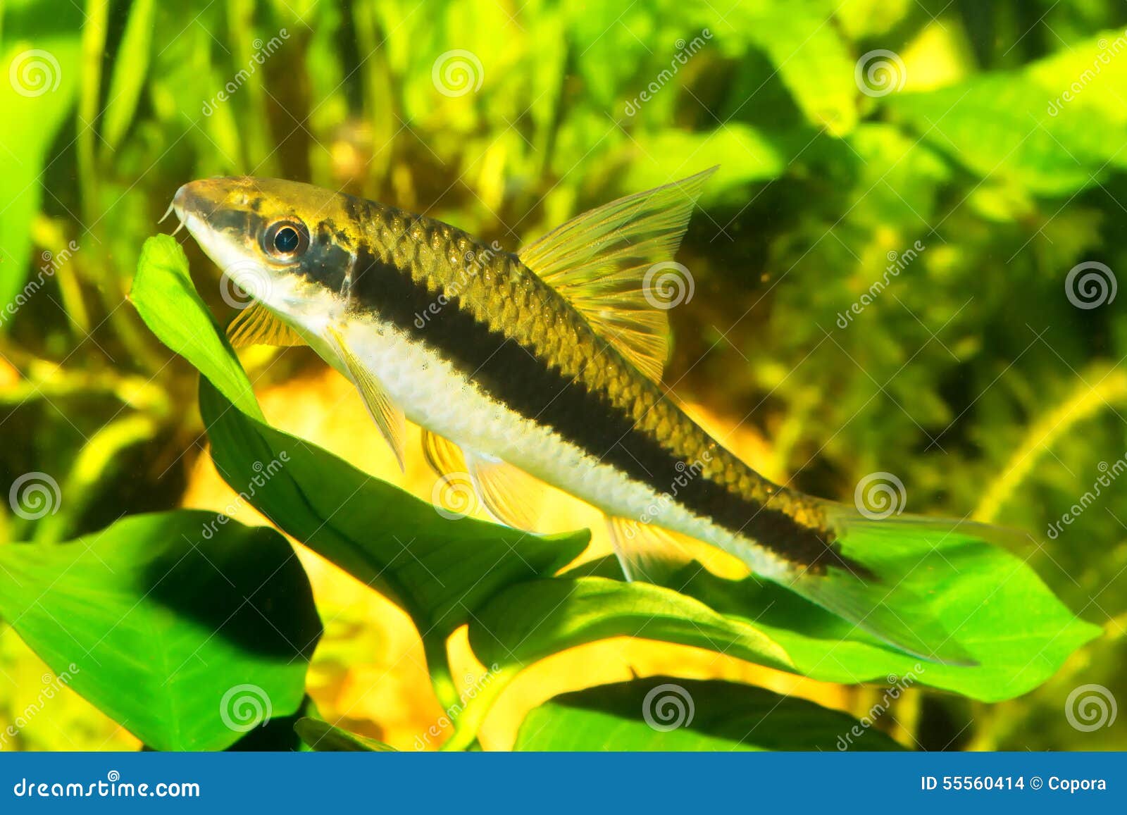 Fish with black stripe stock photo. Image of white, water 55560414