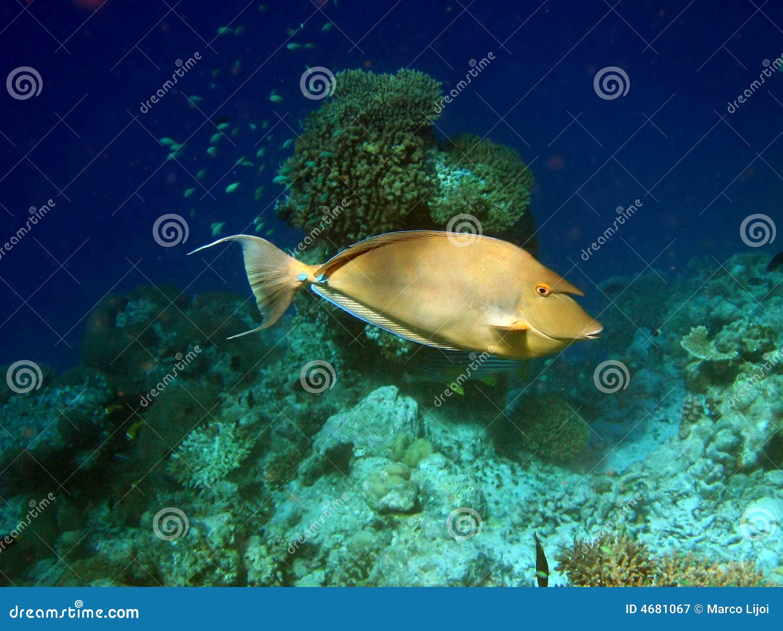 fish : bluespine unicornfish