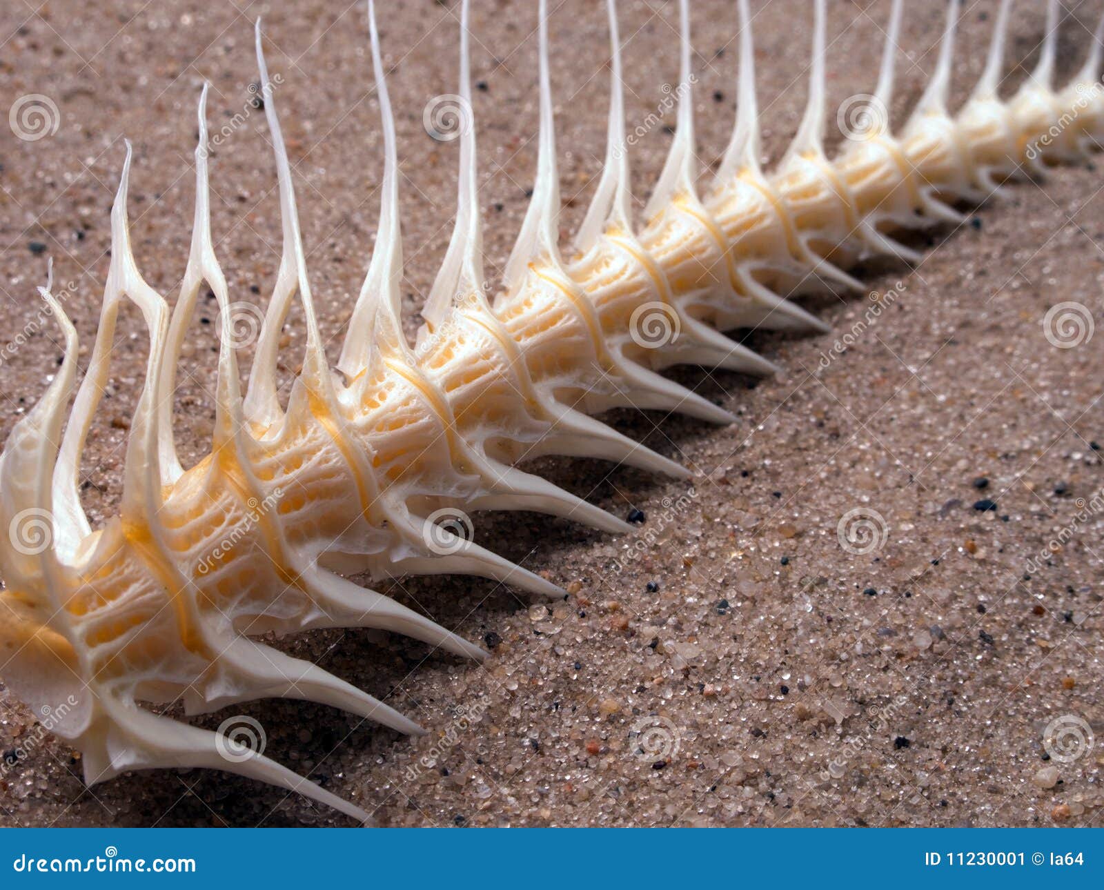 Fish bone stock image. Image of death, nature, food, fish 11230001