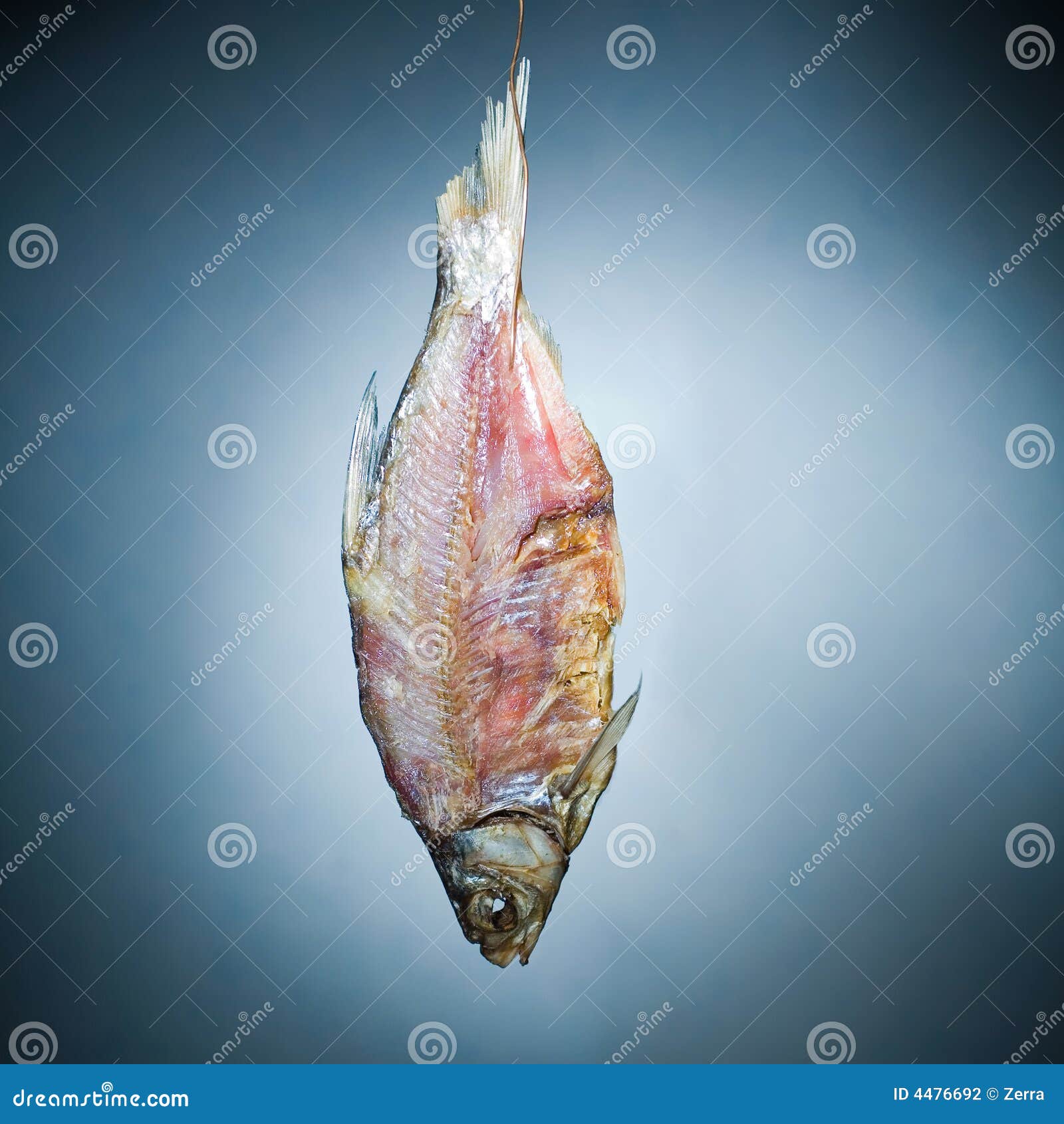 Fishbone stock photo. Image of fishing, singl, skin, suspended 4476692