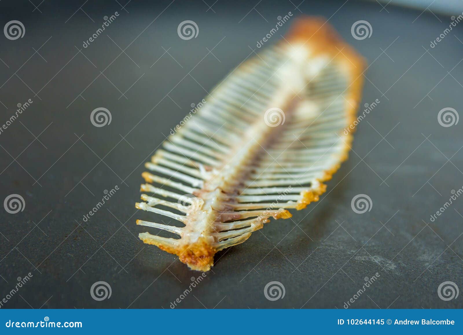 Fish Bones on Fish Skeleton after Eating Stock Image Image of