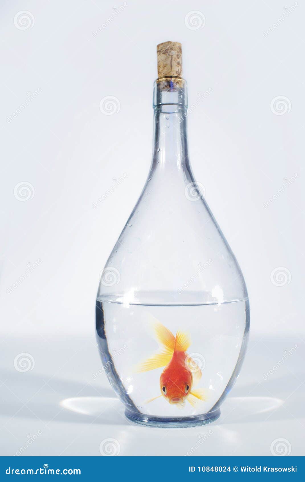Fish in bottle stock photo. Image of action, leap, conceptual 10848024