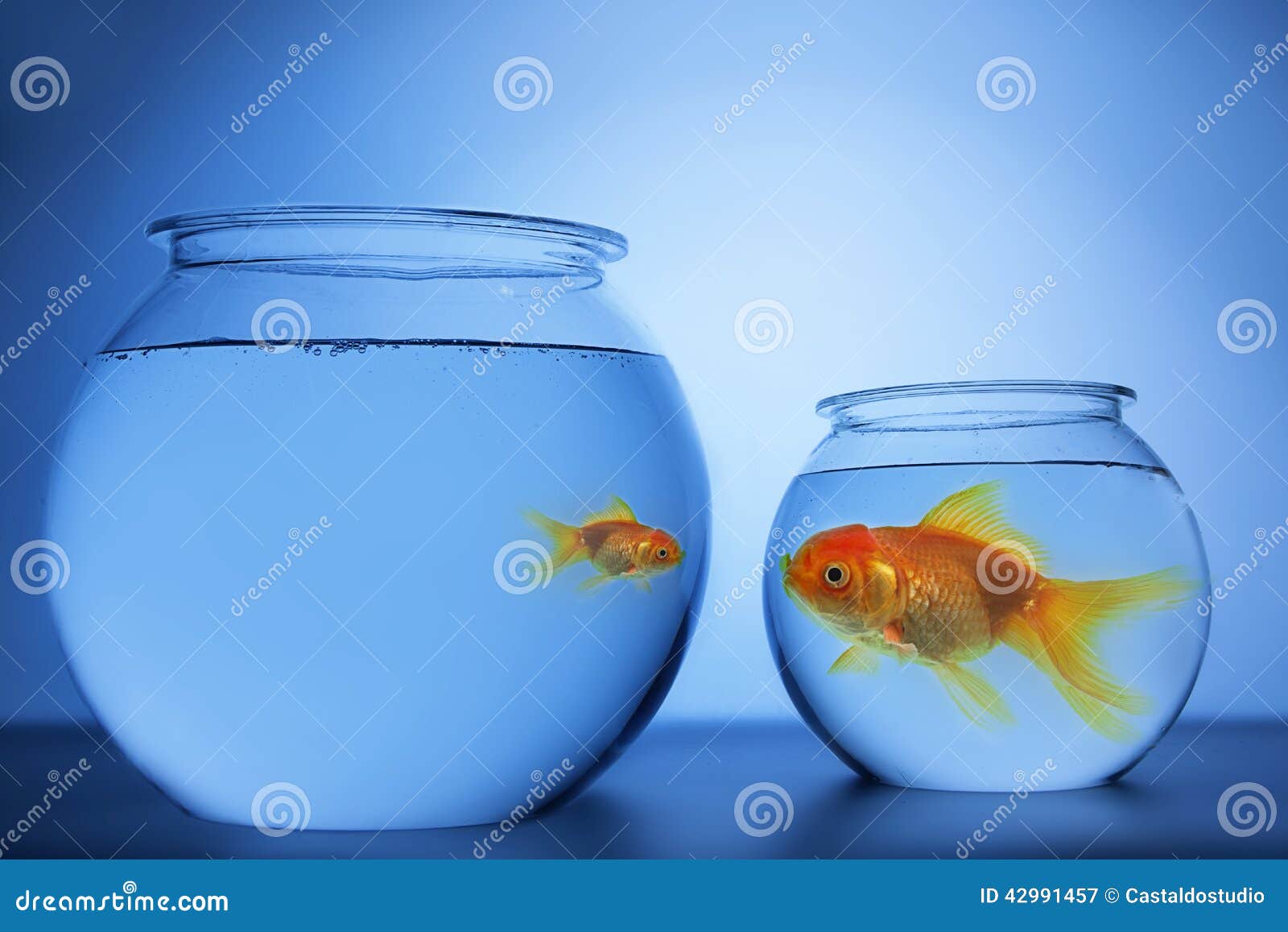 Fish Bowl stock image. Image of tank, immigration, gold 42991457